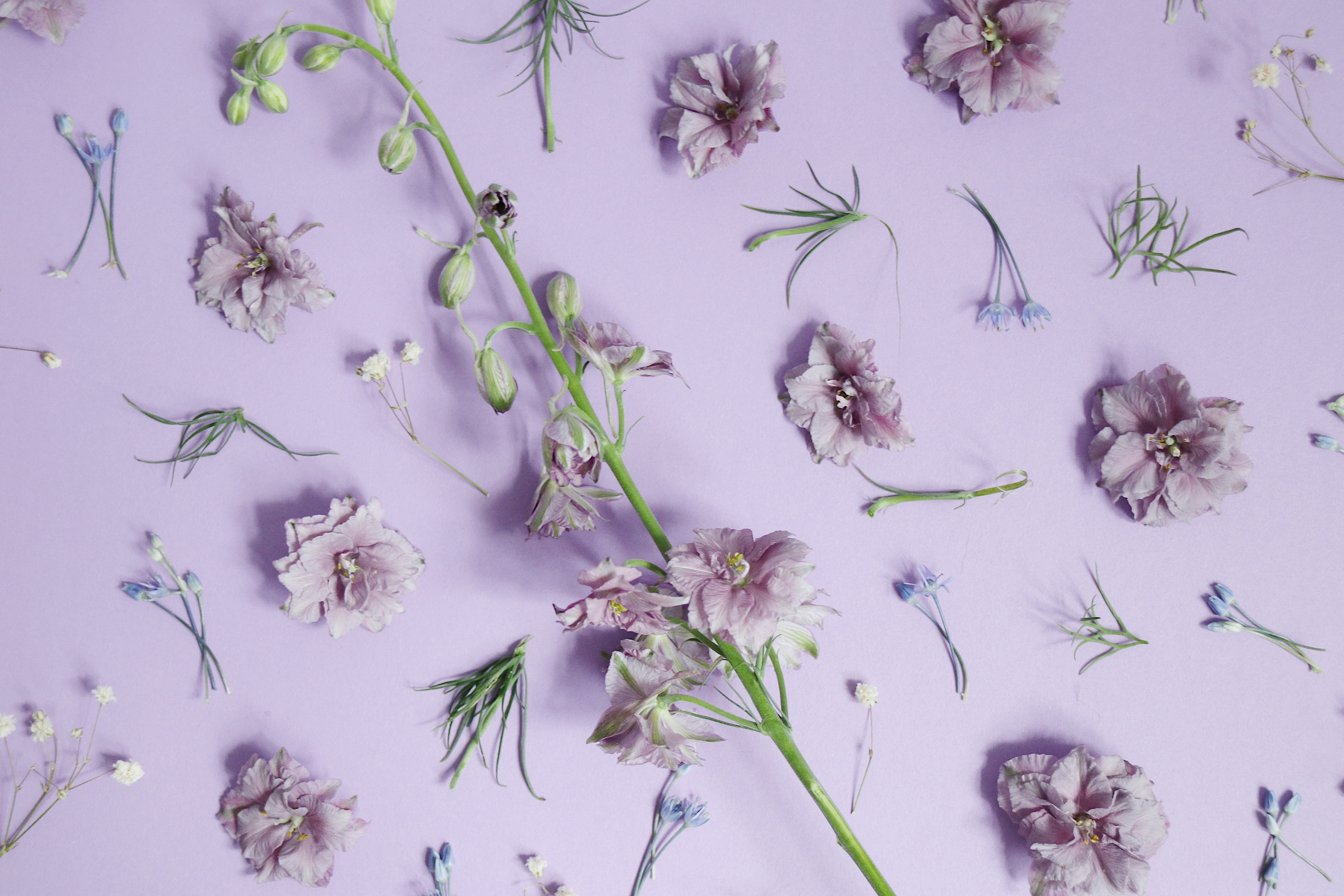 Flat lay of purple delphinium flowers and greenery on violet background HD Wallpaper