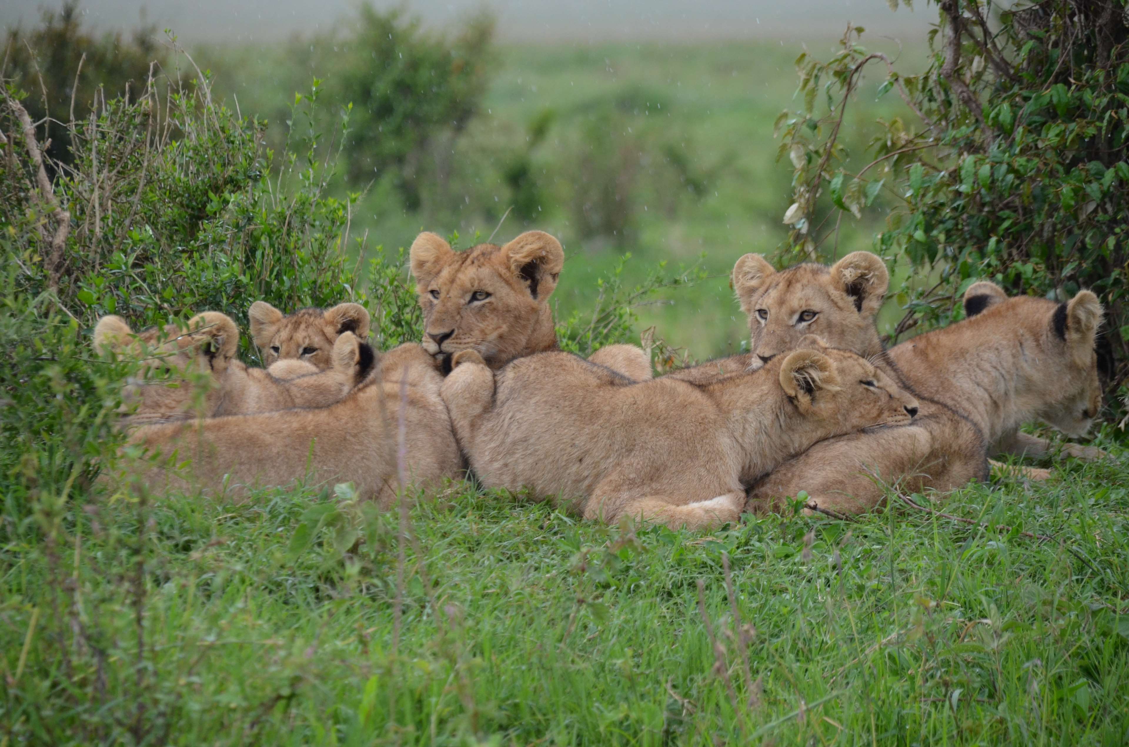Lion cubs resting in the savanna HD Wallpaper