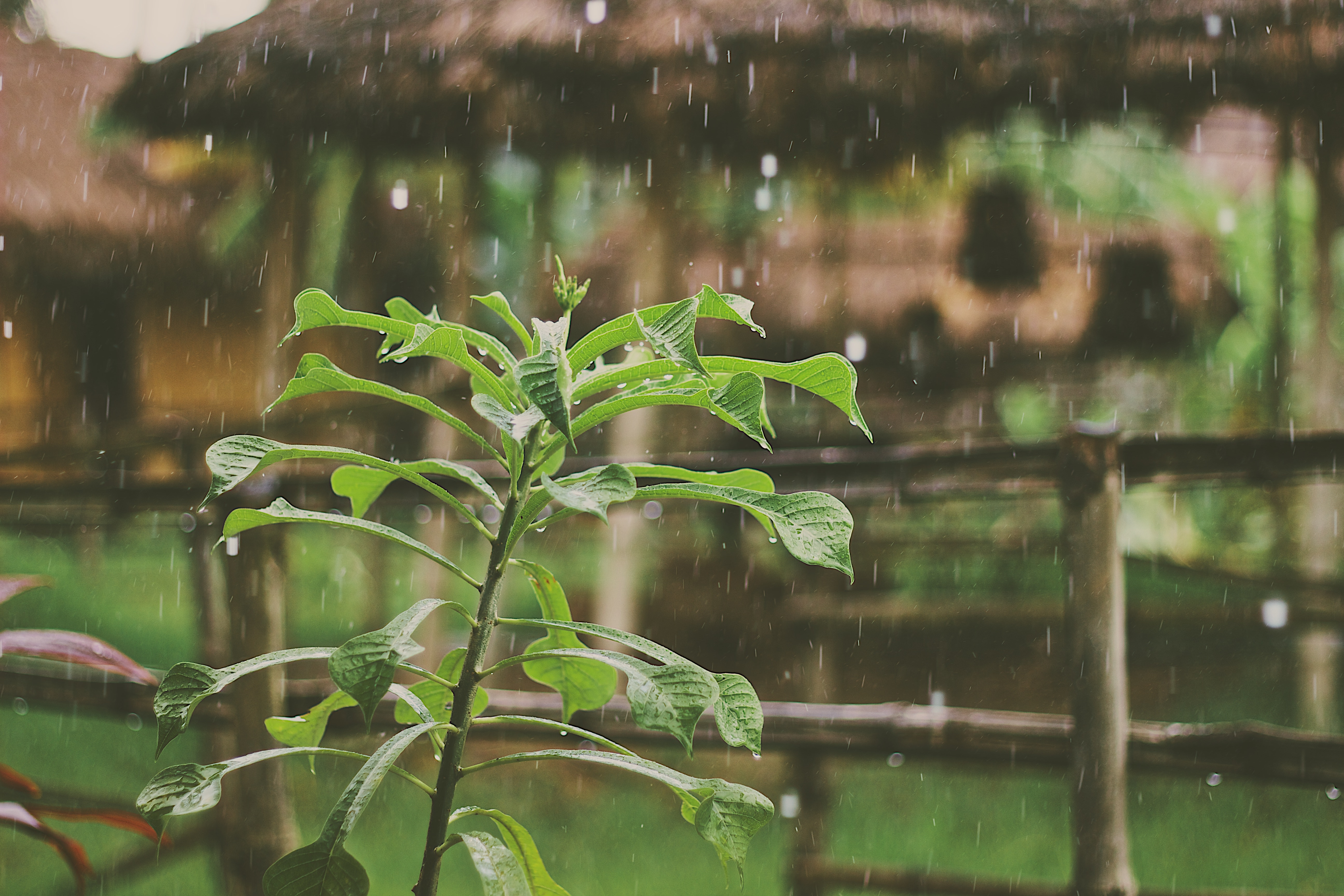 Green plant in the rain near a thatched hut HD Wallpaper