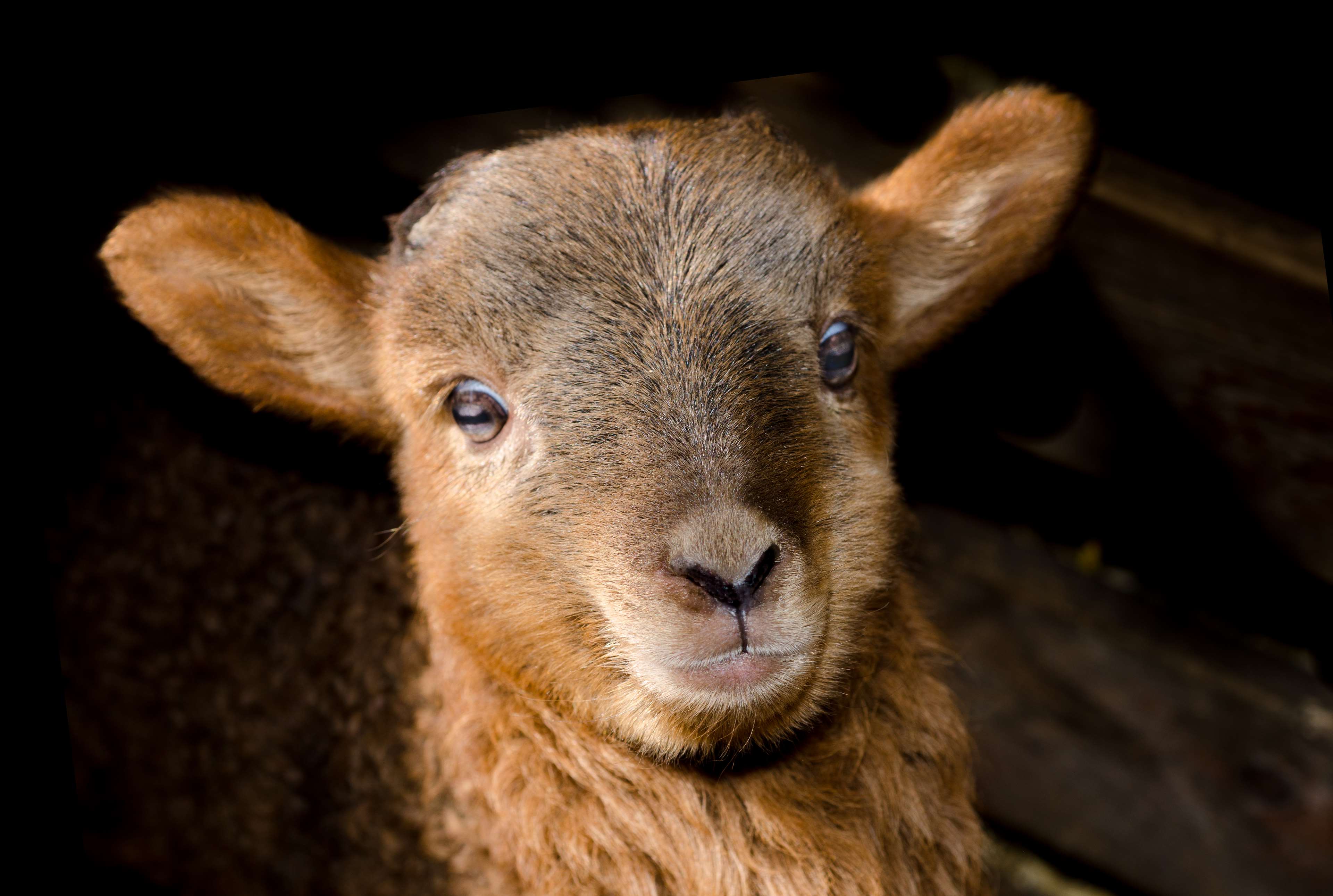 Close-up of a Cute Baby Lamb with Soft Fur 4K HD Wallpaper