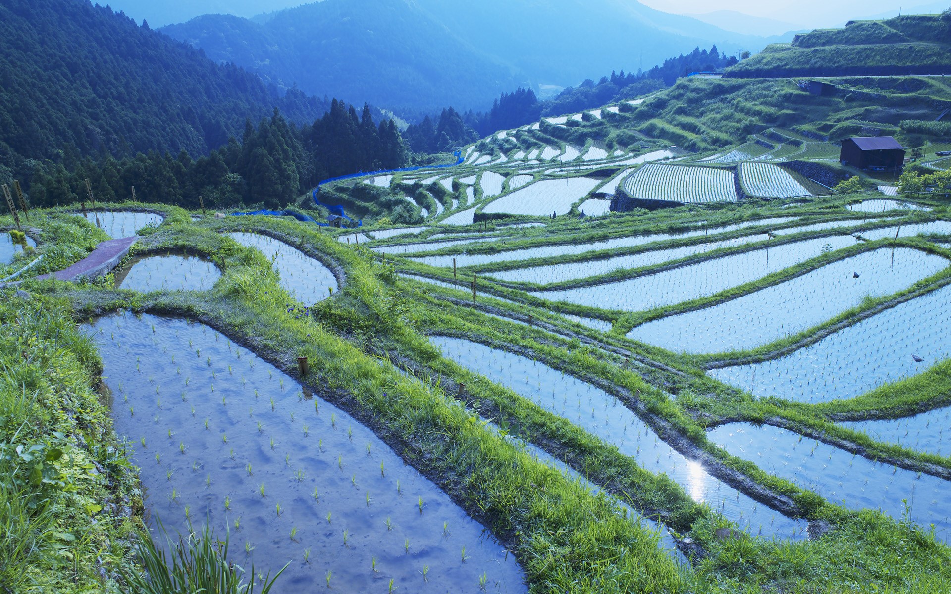 Terraced rice paddies on a hillside HD Wallpaper