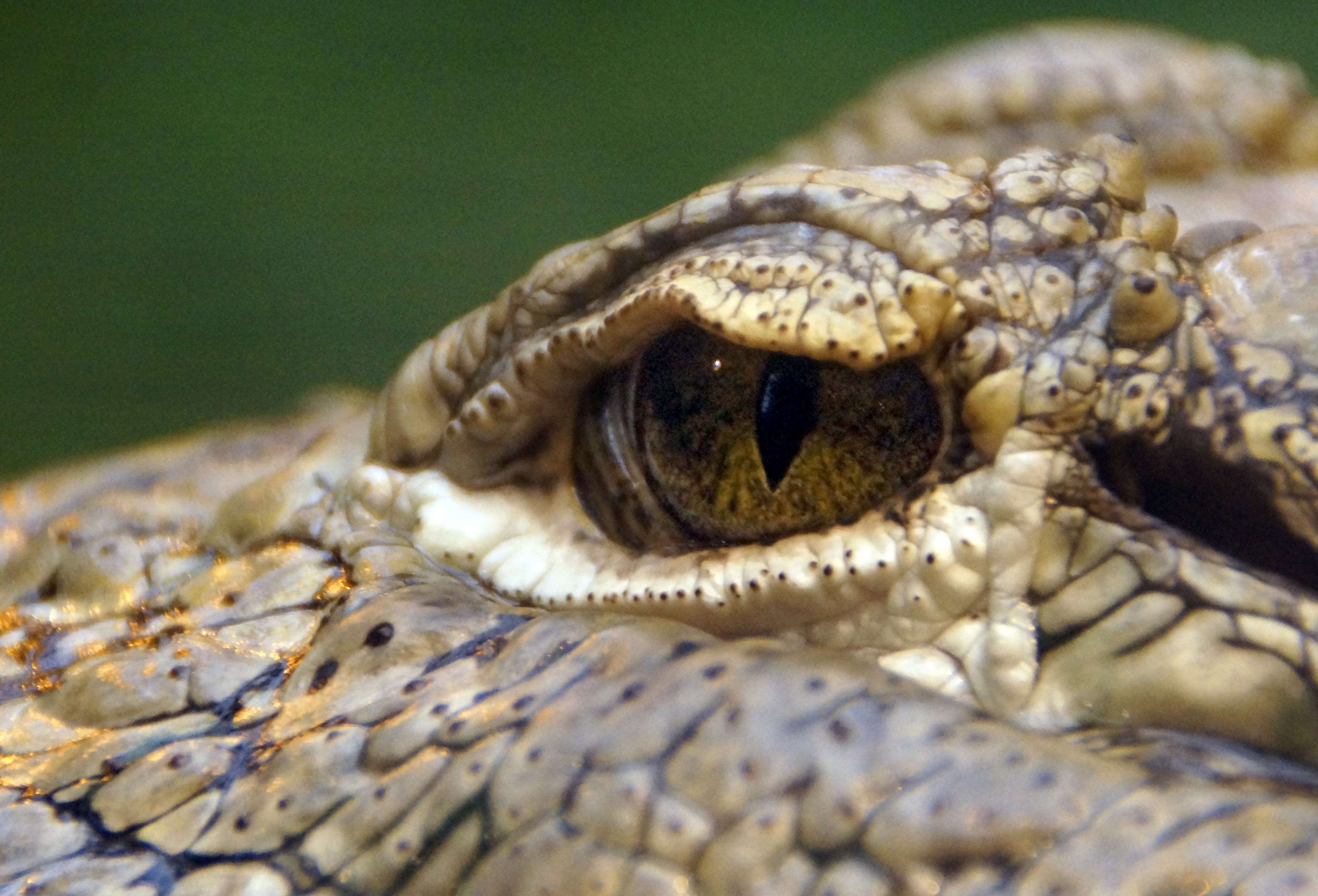 Close up of a crocodile eye with scales HD Wallpaper