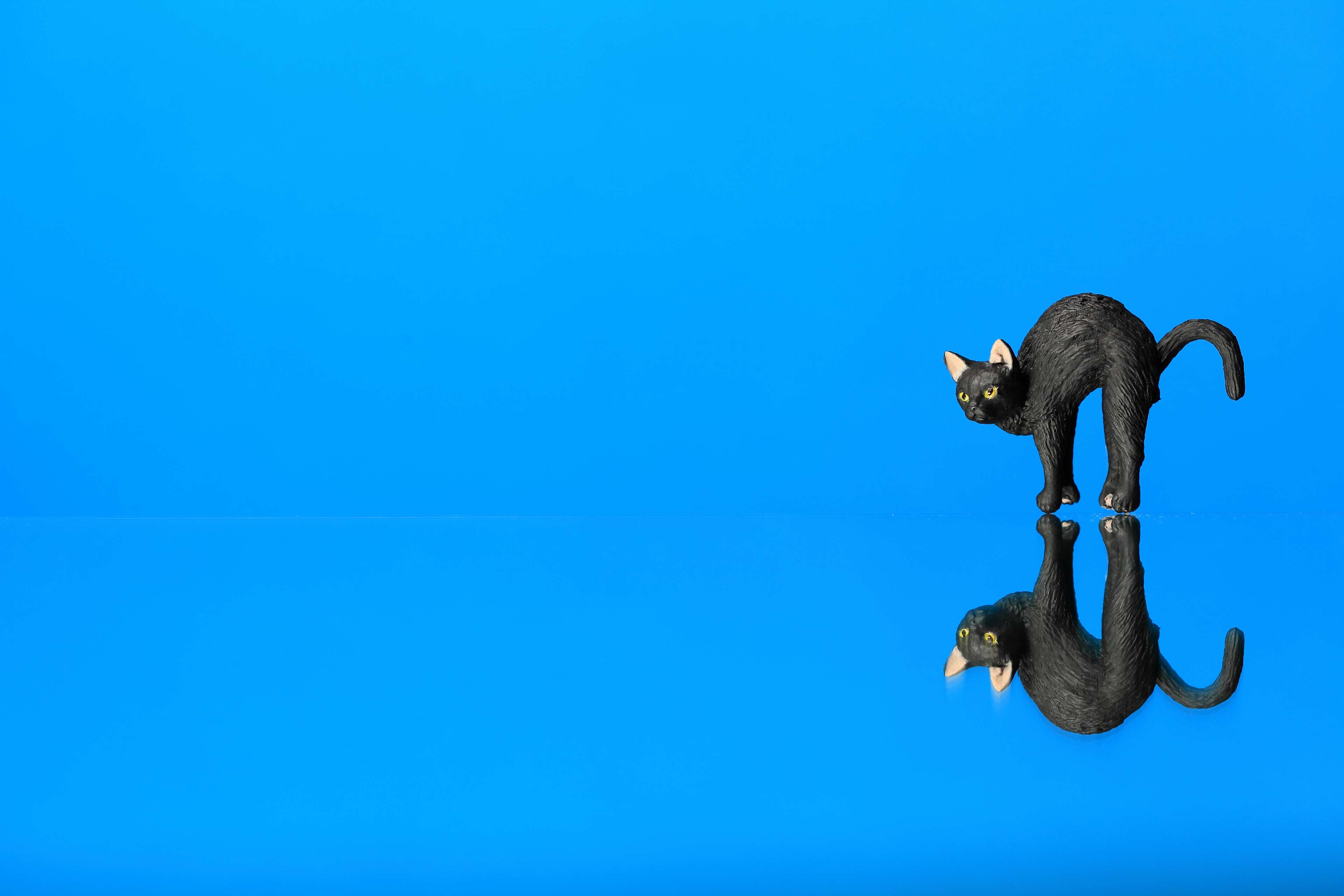 Black cat model with reflection on blue background 4K HD Wallpaper