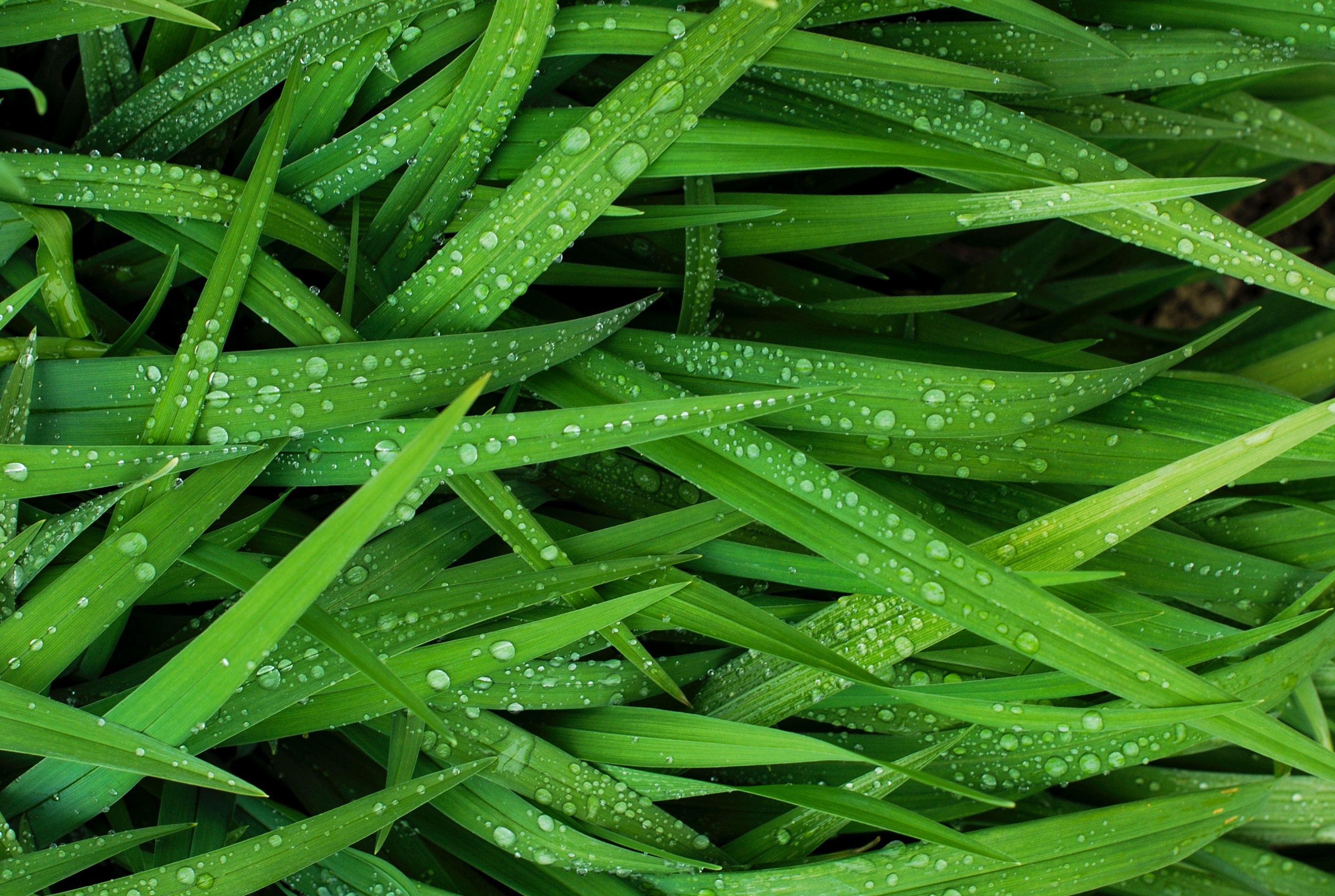 Green grass with water droplets HD Wallpaper