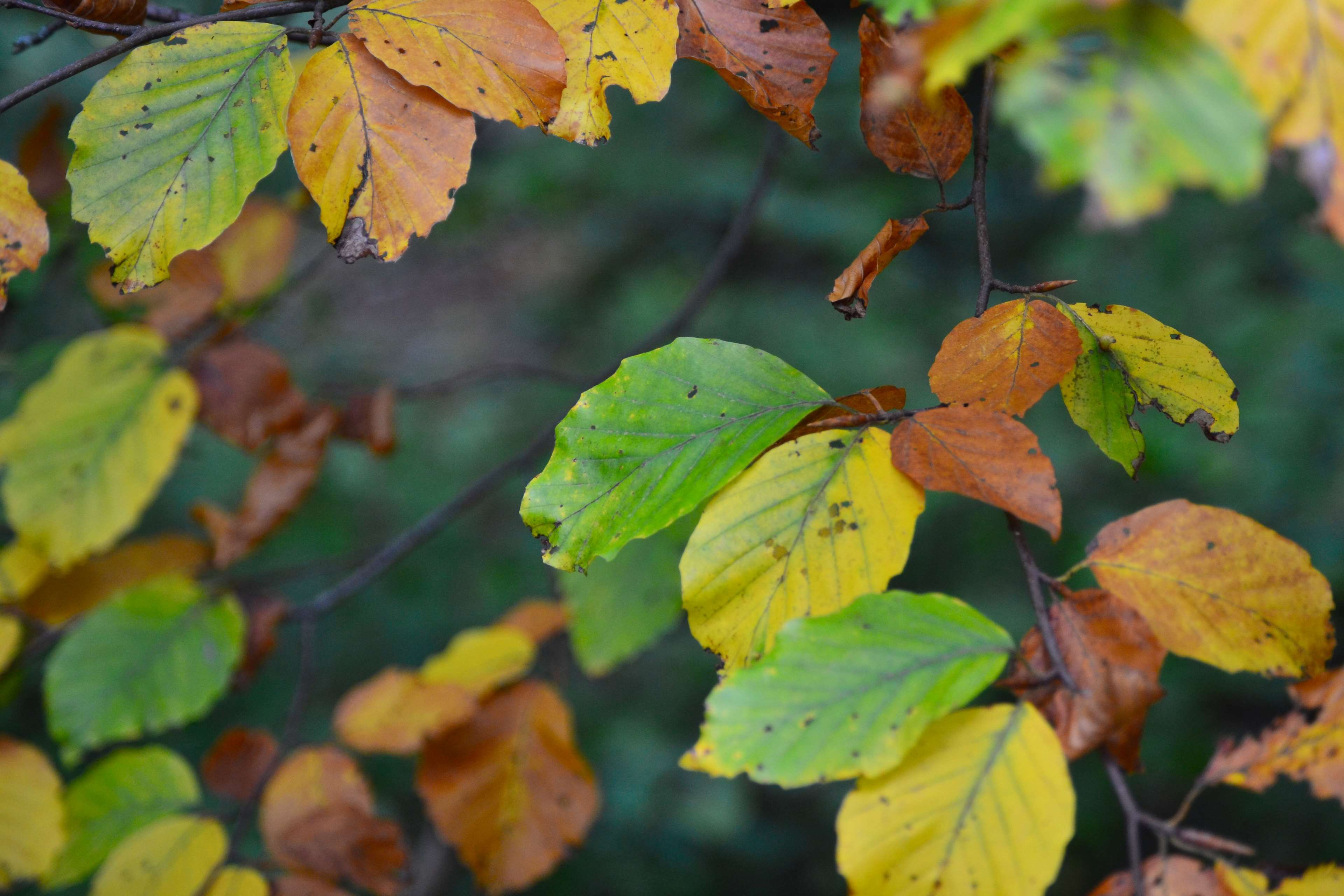 Autumn leaves on a tree branch, 4K HD Wallpaper