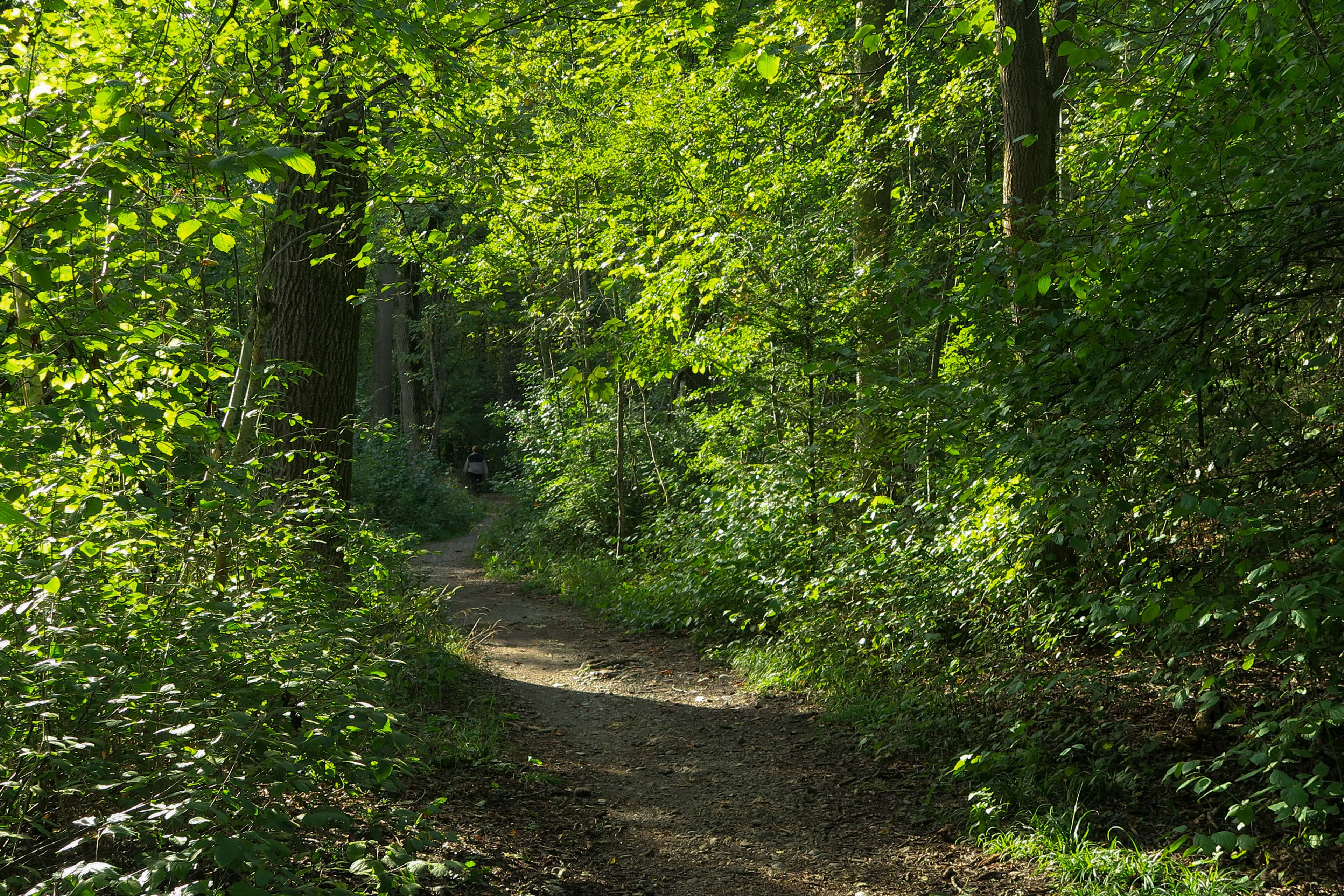 Woodland path with trees and sunlight HD Wallpaper