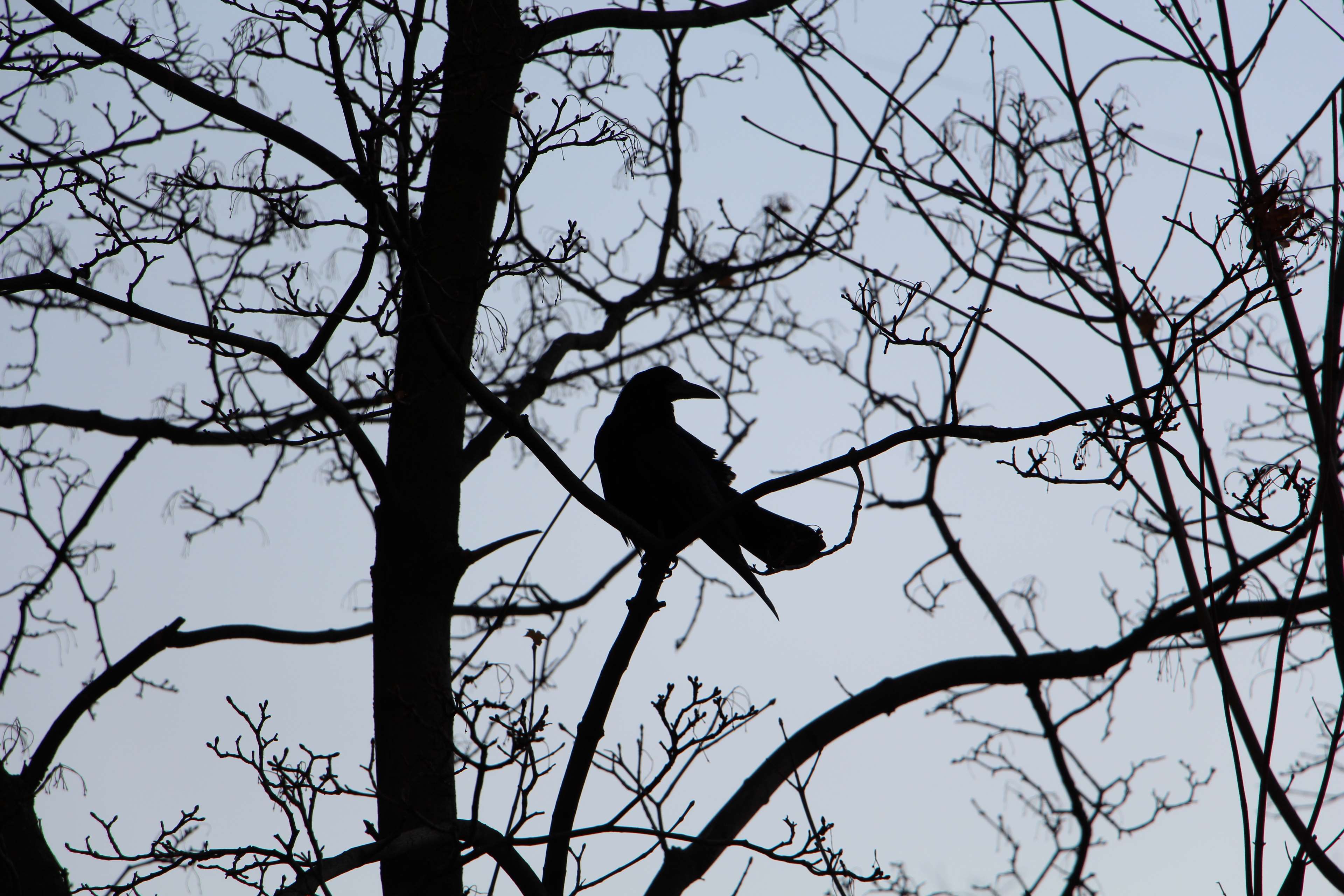 Silhouette of a crow on a tree branch HD Wallpaper