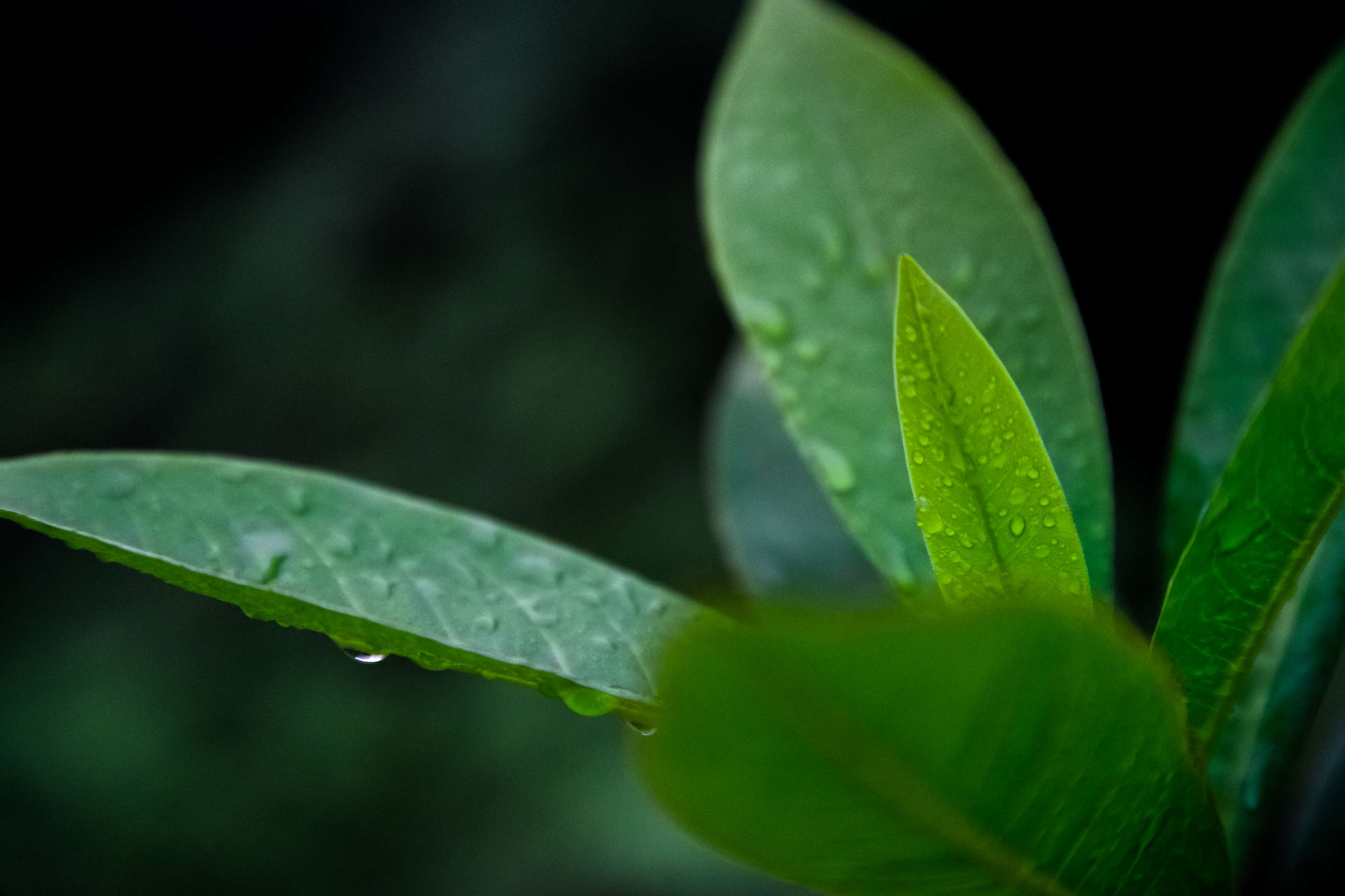 Green leaves with water droplets in 4K HD Wallpaper