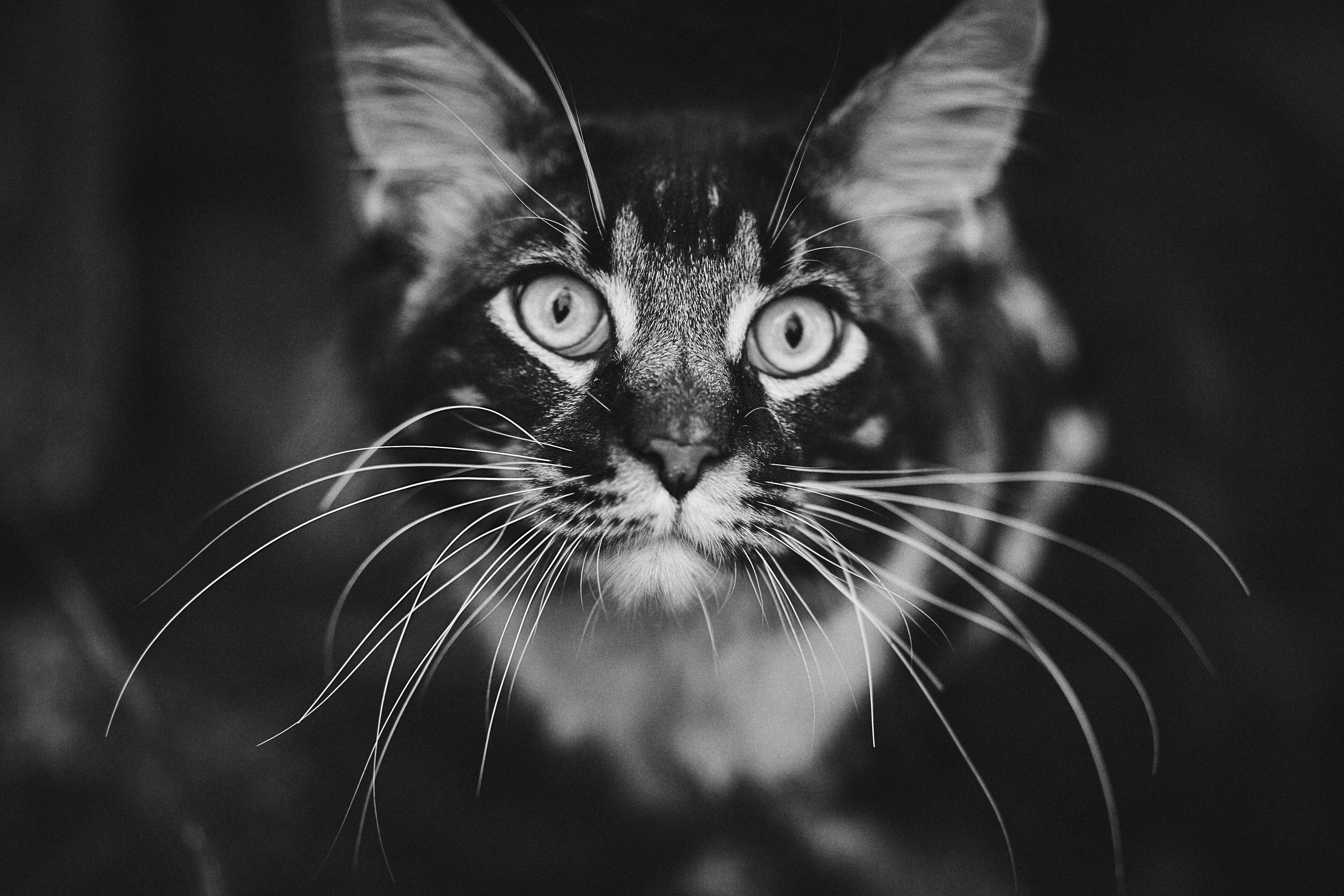 Close up of a cat's face with whiskers HD Wallpaper