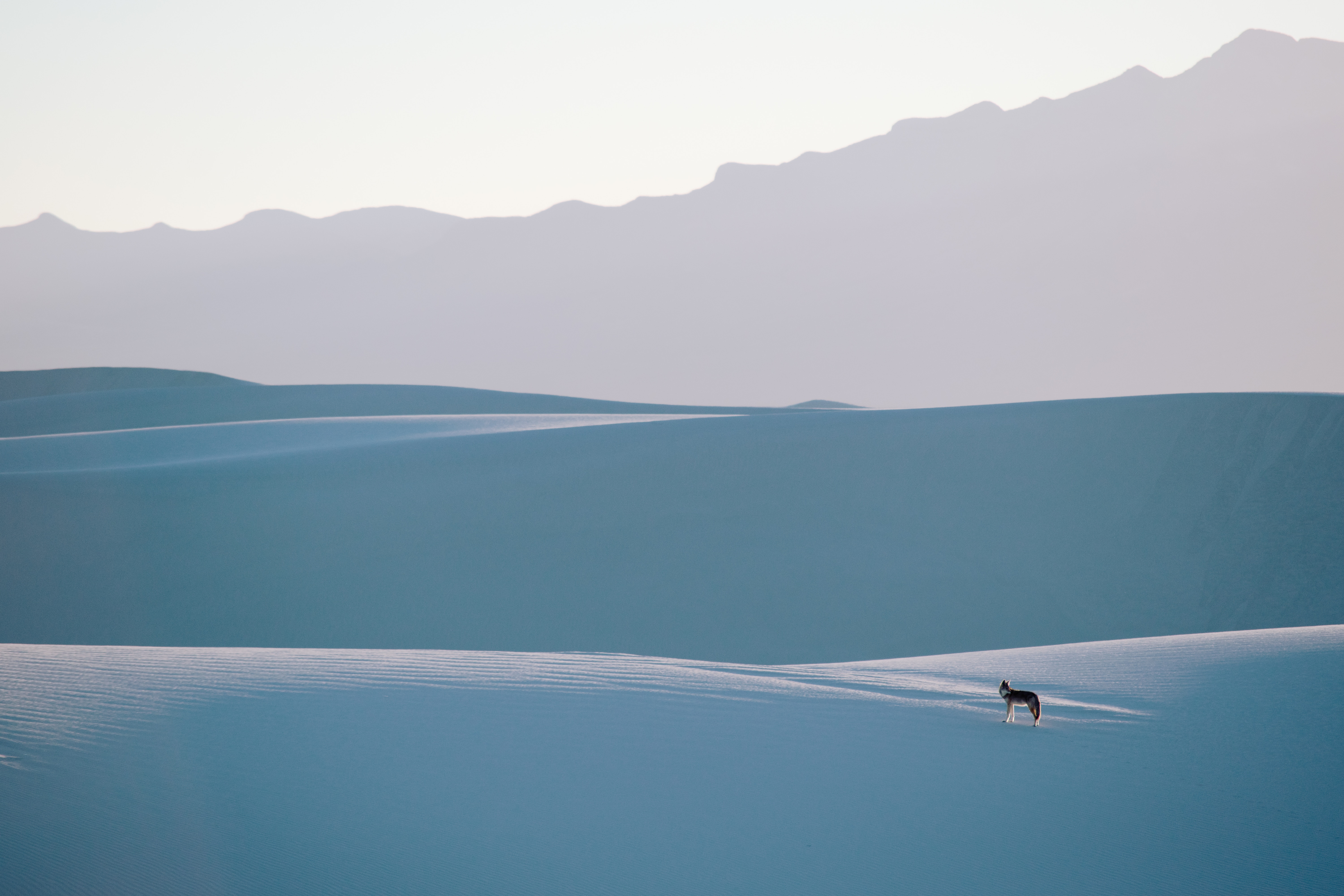 A lone wolf stands on sand dunes with mountains in the background HD Wallpaper