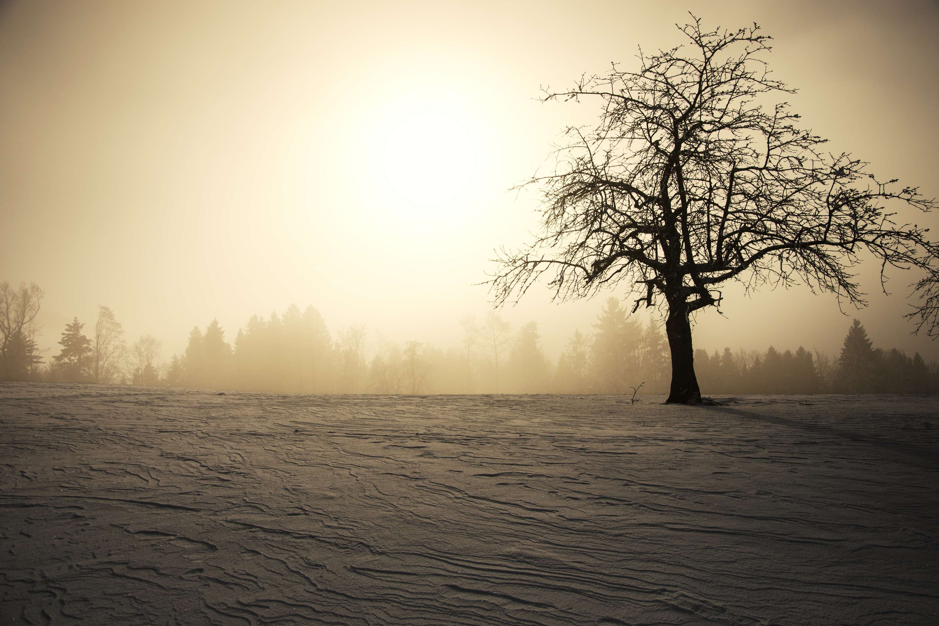 Bare tree in winter snow with sun and fog HD Wallpaper