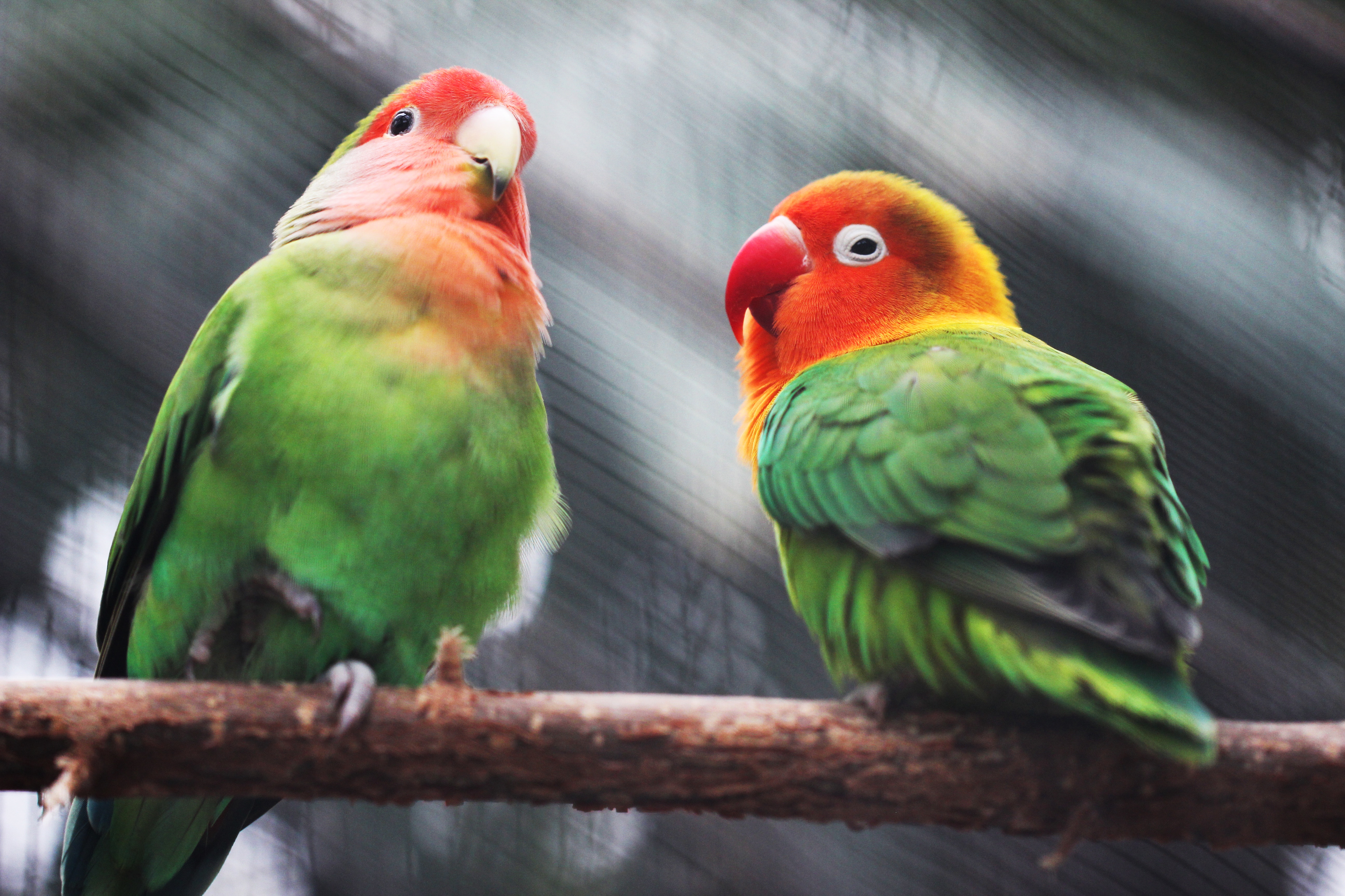 Two colorful lovebirds perched on a branch HD Wallpaper