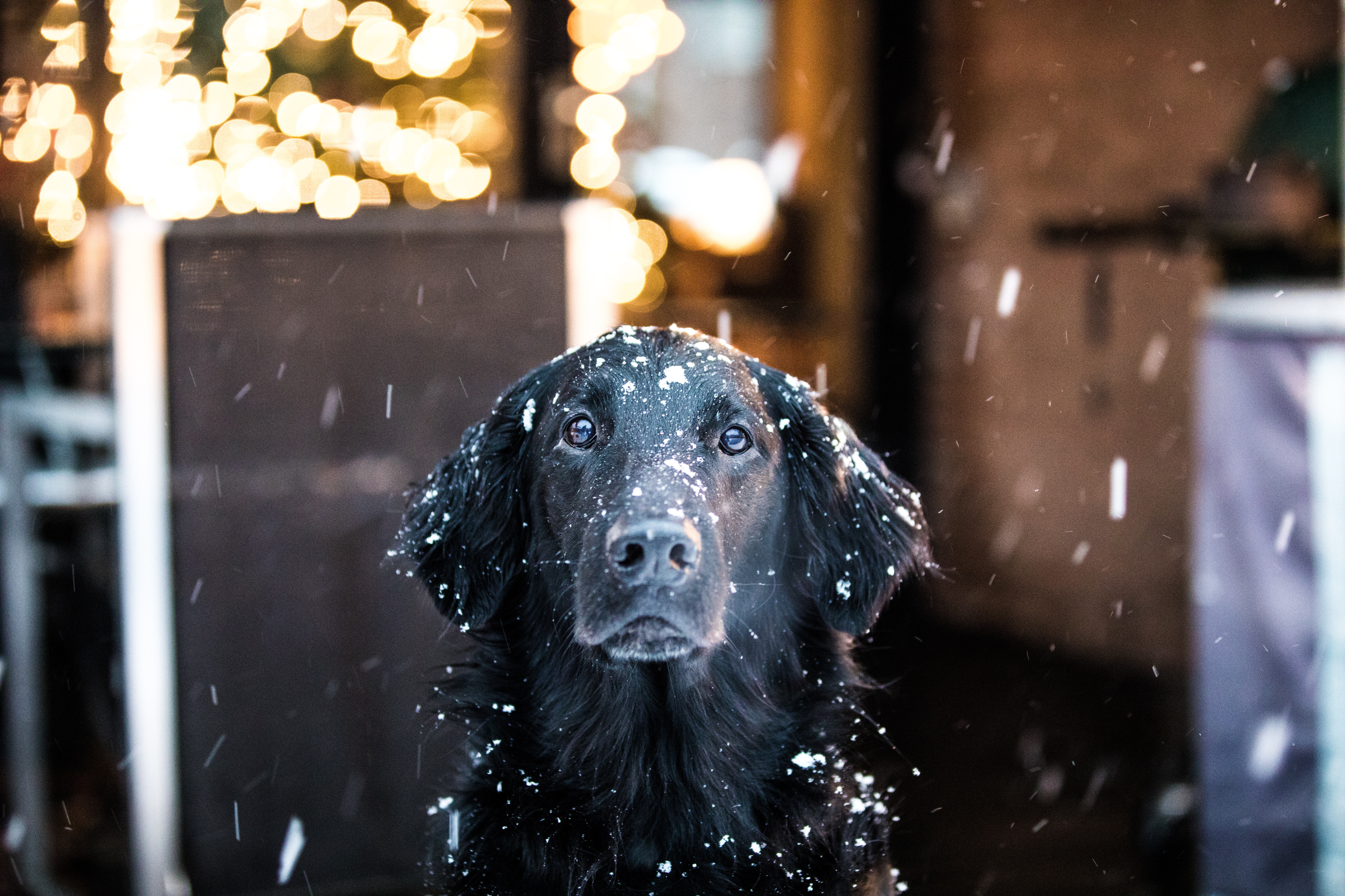 Black dog in the snow with bokeh lights HD Wallpaper