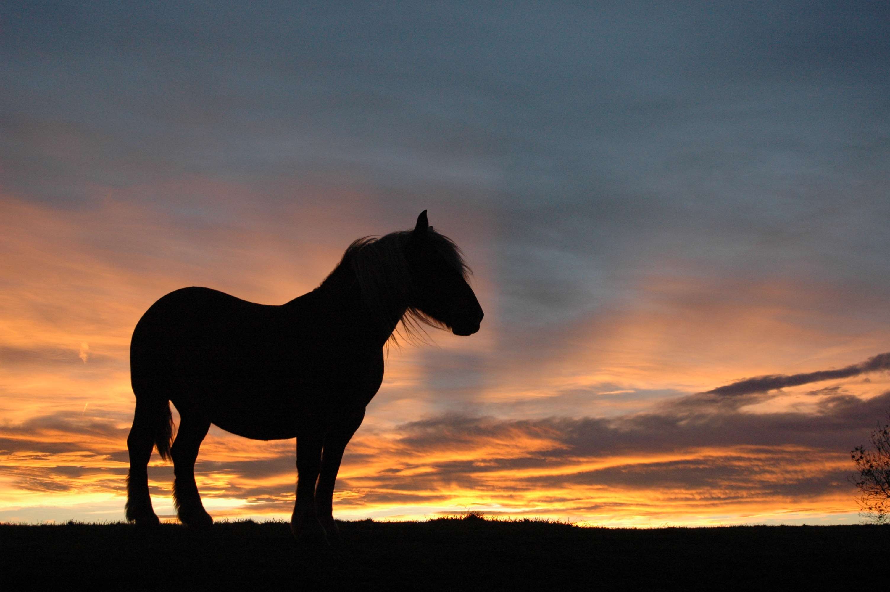 Silhouette of a horse against a sunset sky HD Wallpaper