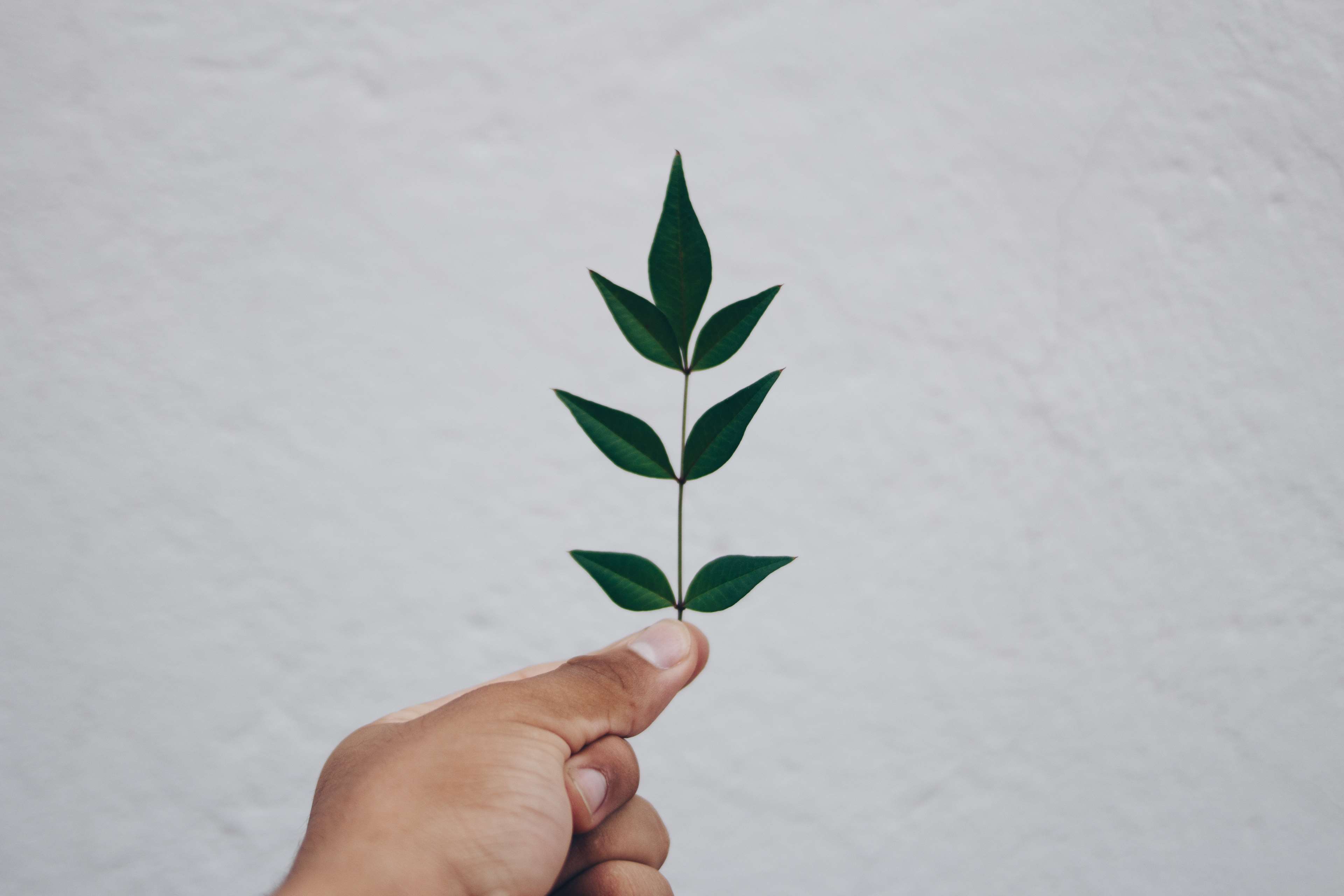 Hand holding a green plant stem with leaves HD Wallpaper