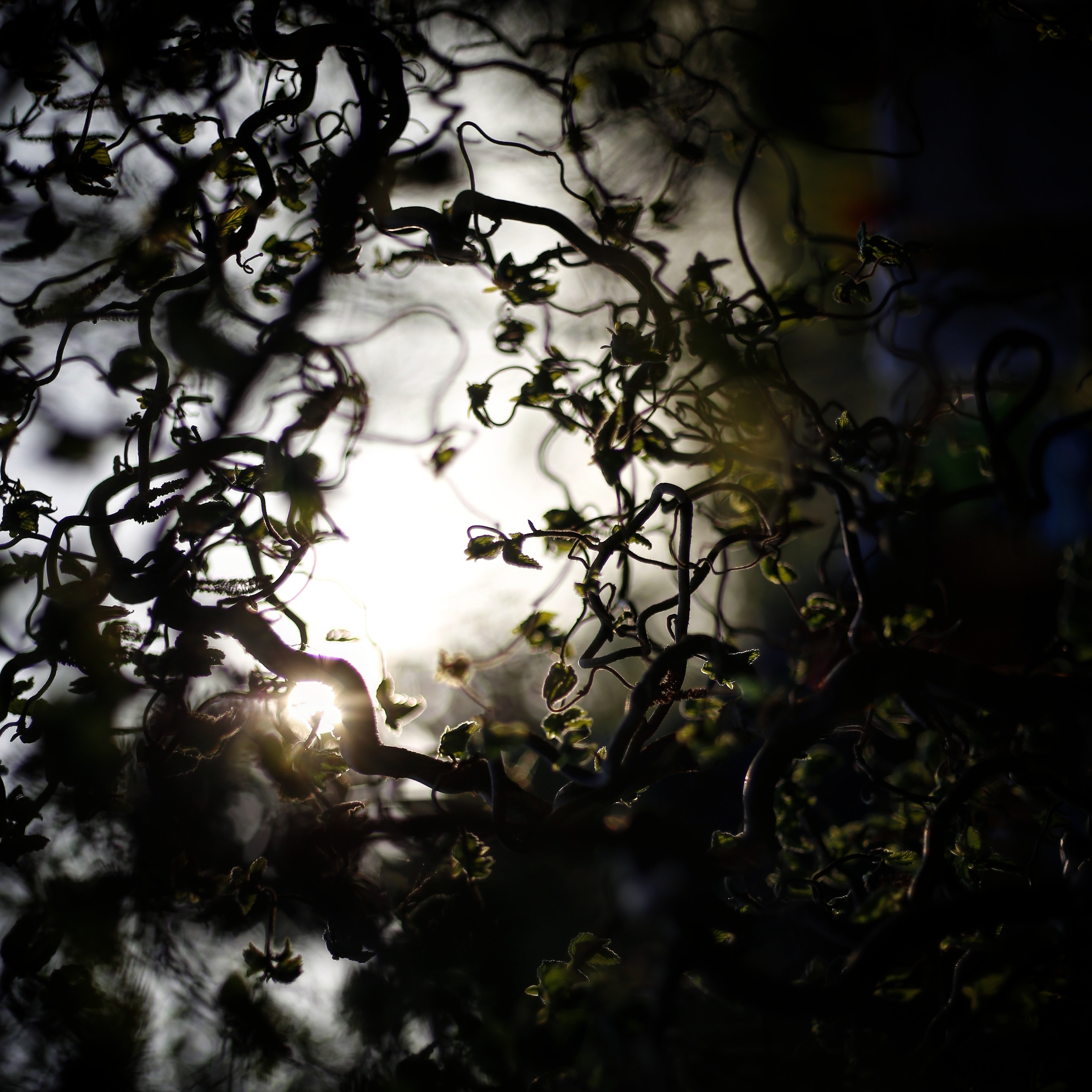 Sunlight filtering through dark, twisted branches of a tree HD Wallpaper