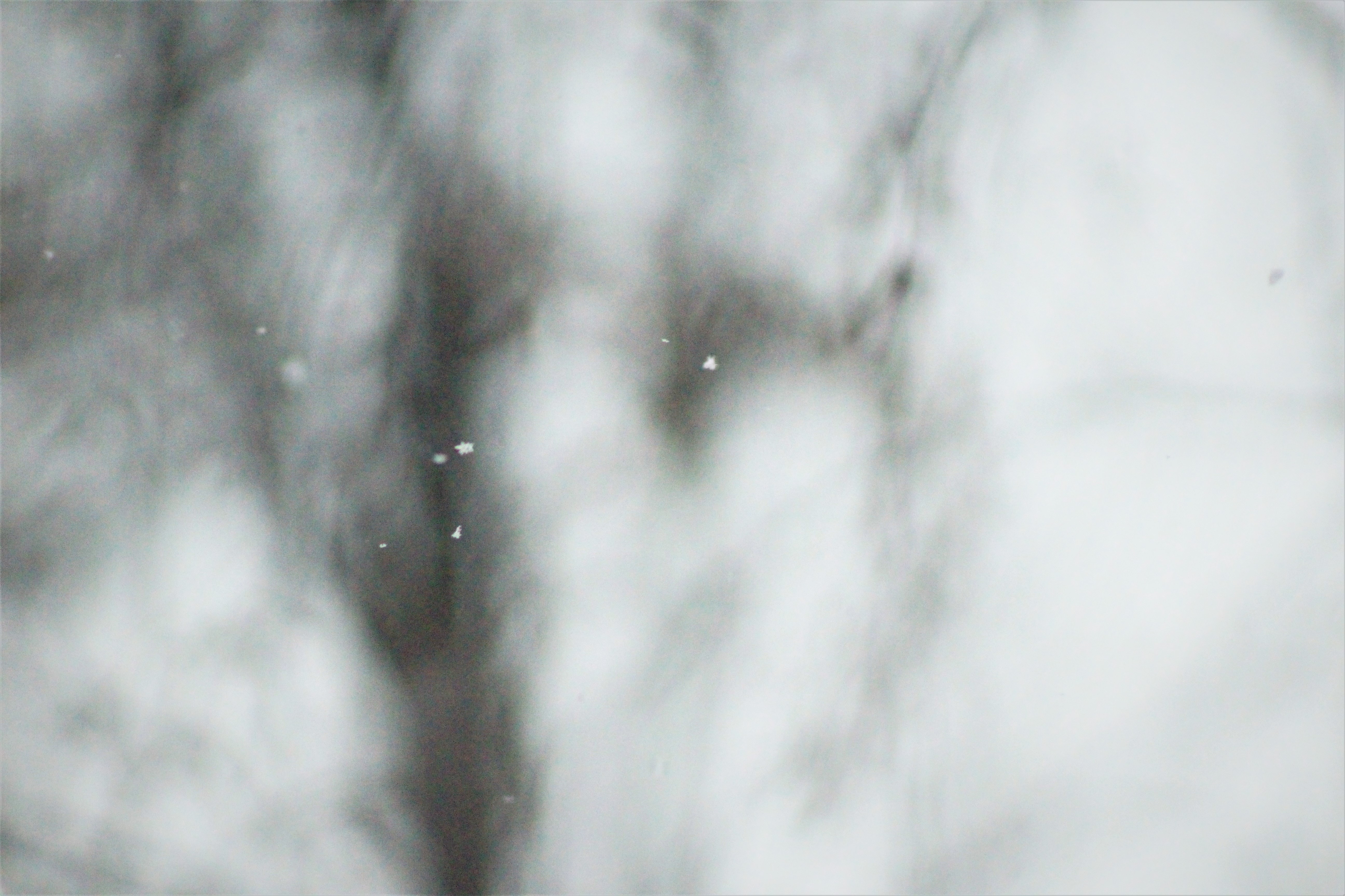 Snowflakes falling in a blurry forest HD Wallpaper
