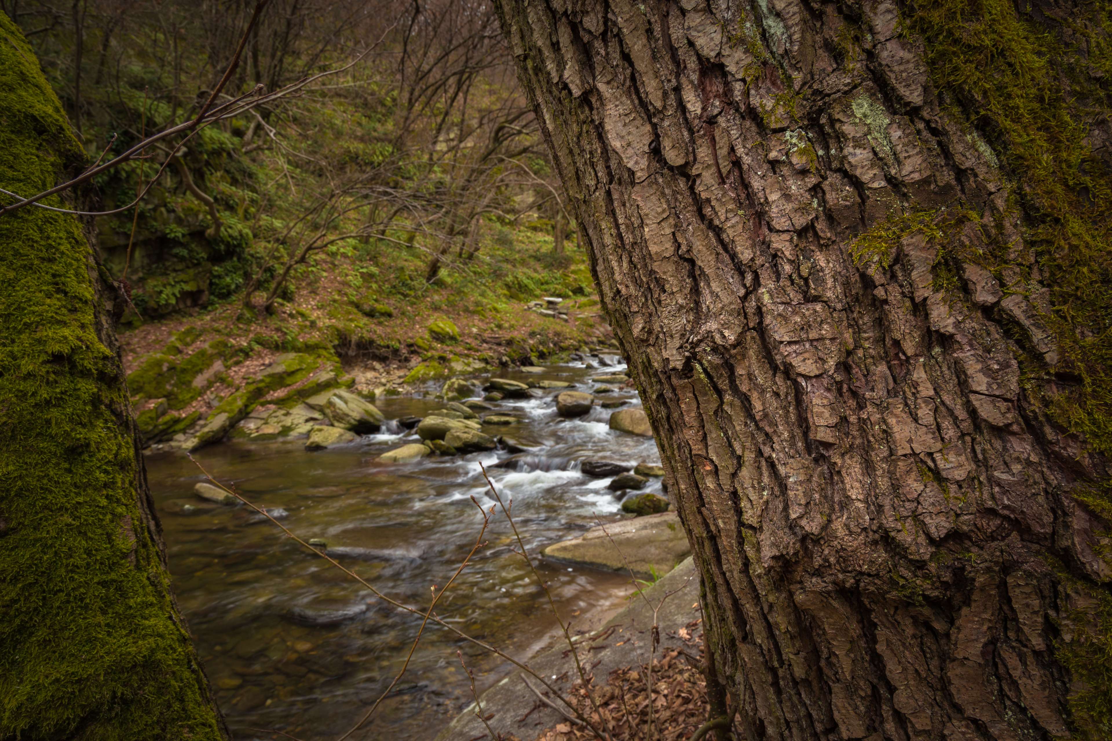 Forest river with mossy trees and stones 4K HD Wallpaper