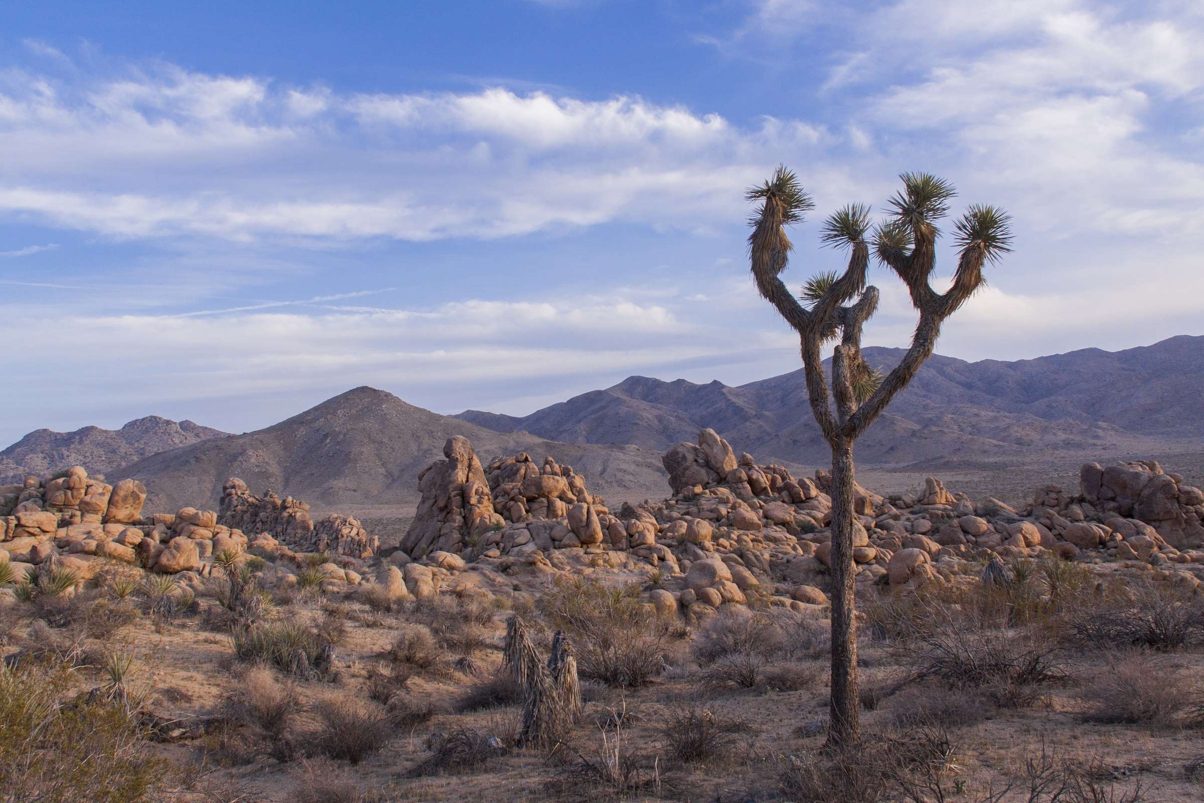 Joshua Tree National Park Landscape with Mountains and Rocks HD Wallpaper