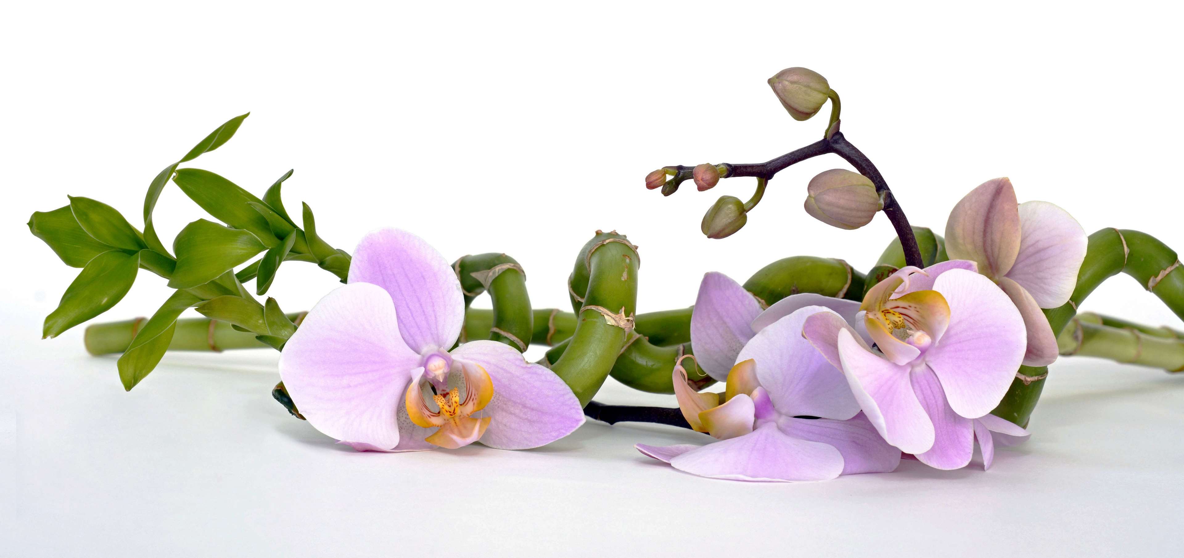 Lucky Bamboo and Purple Orchids on White Background HD Wallpaper