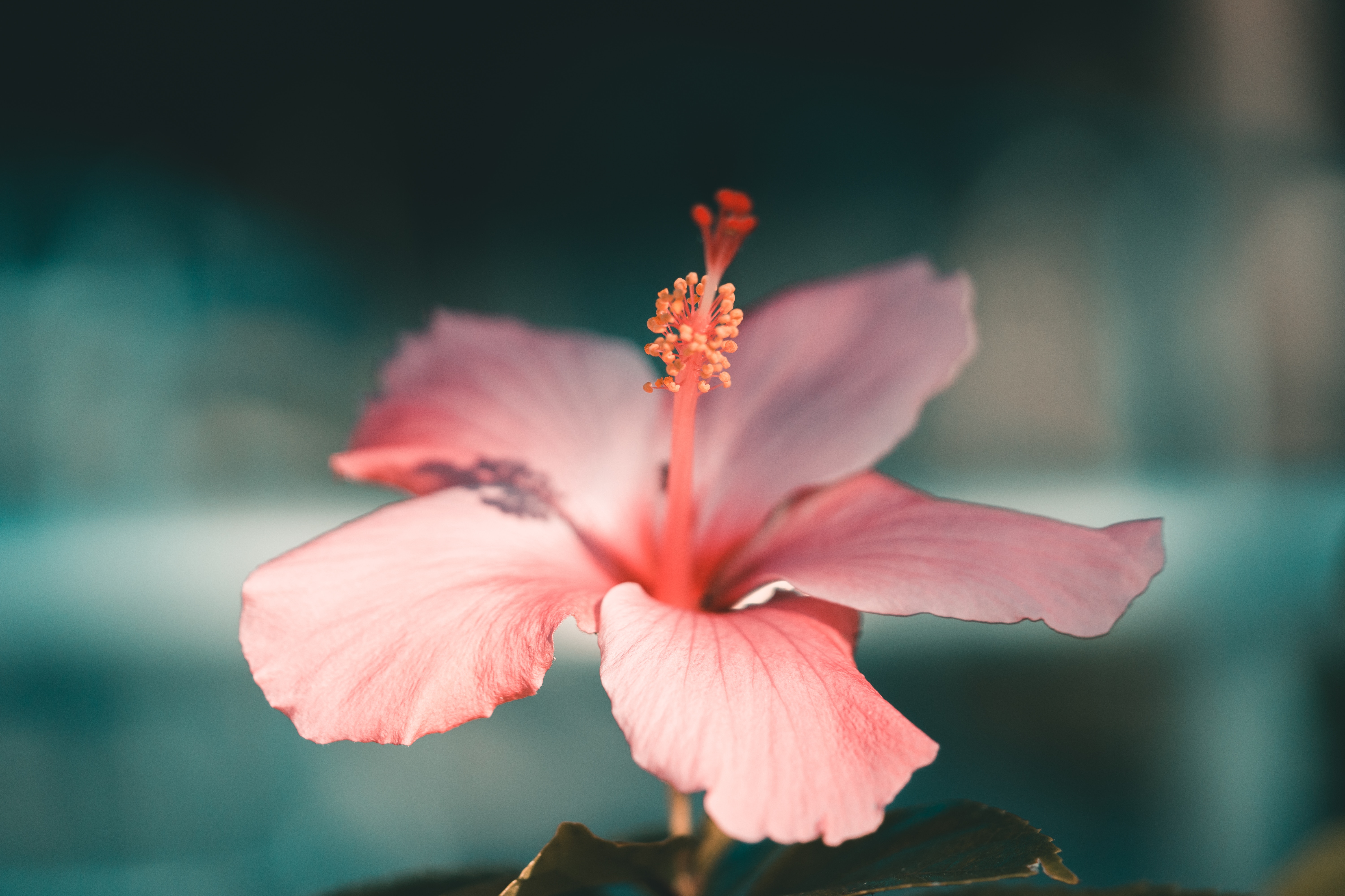 Close up of a pink hibiscus flower with stamen HD Wallpaper