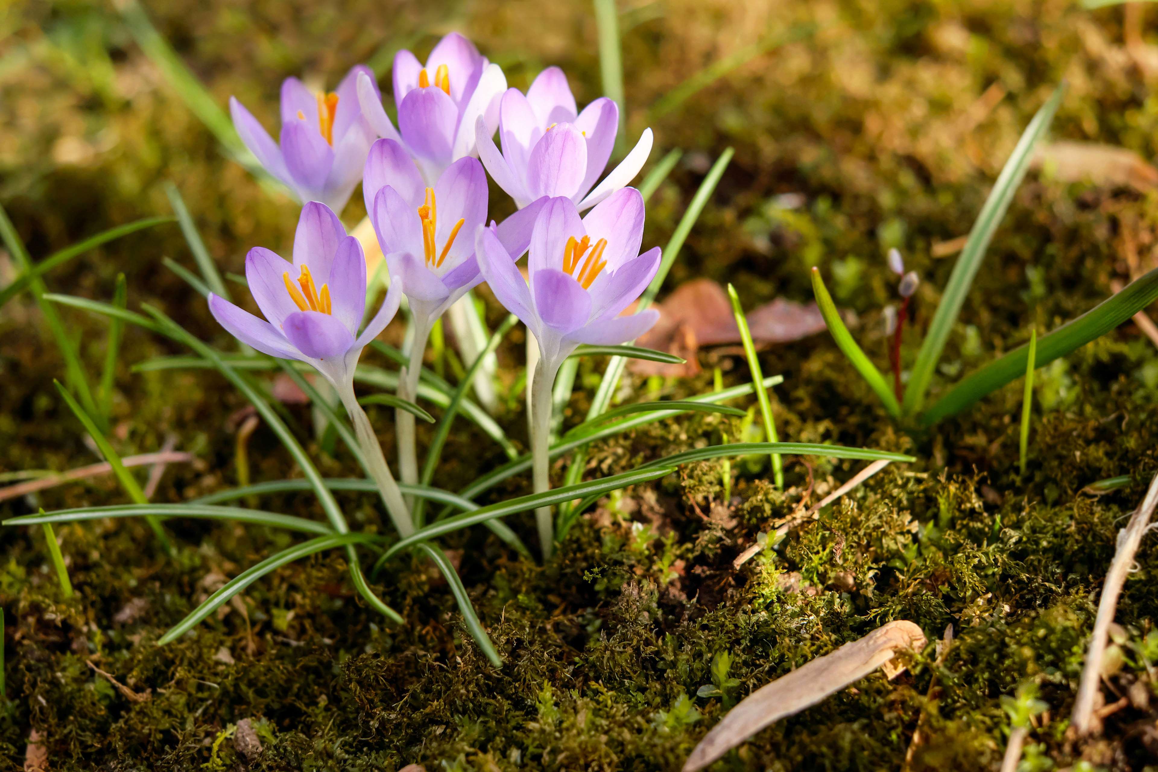 Light purple crocuses blooming in mossy ground HD Wallpaper