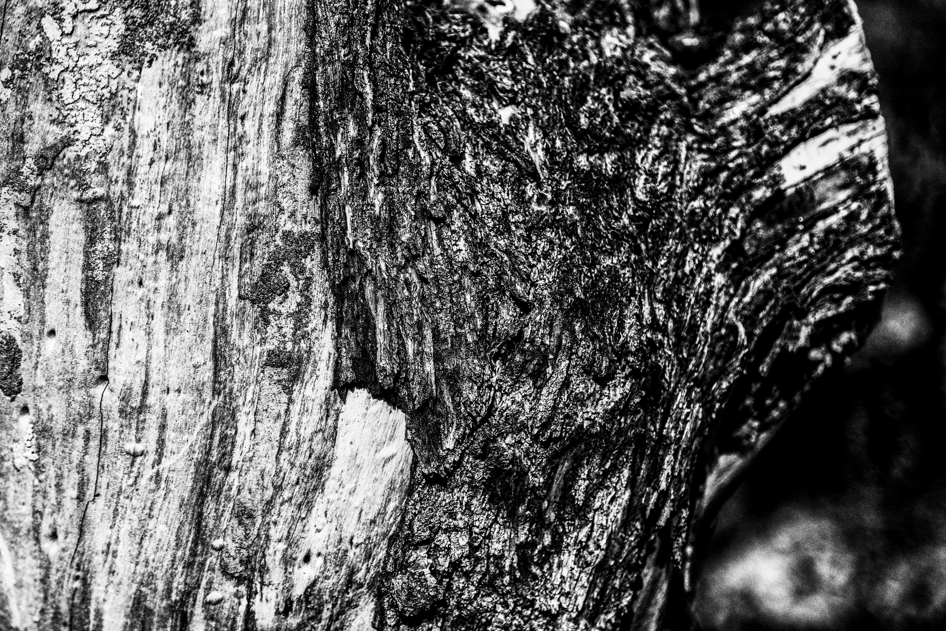 Black and white close-up of a tree trunk HD Wallpaper
