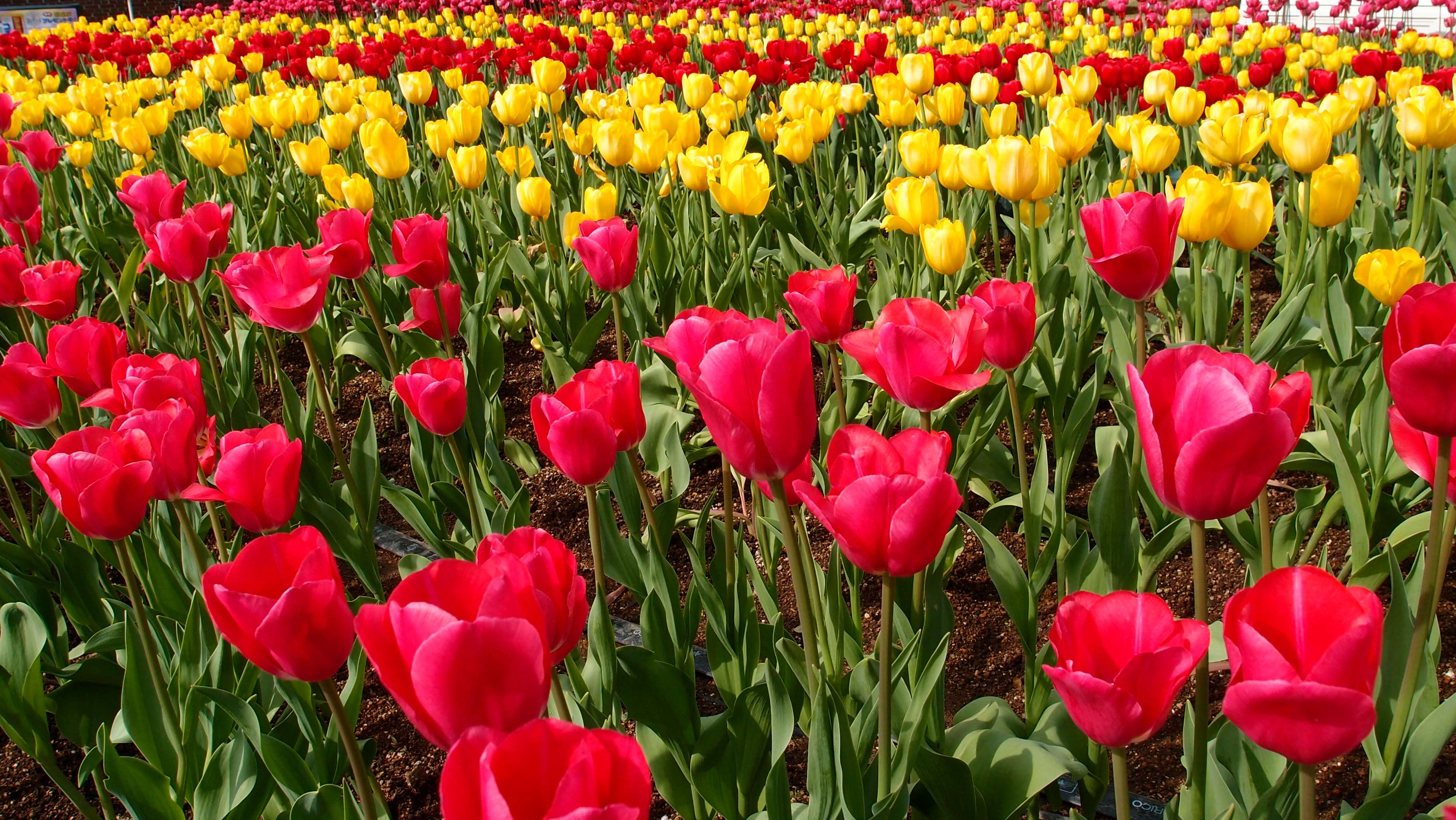 Field of red and yellow tulips in bloom HD Wallpaper