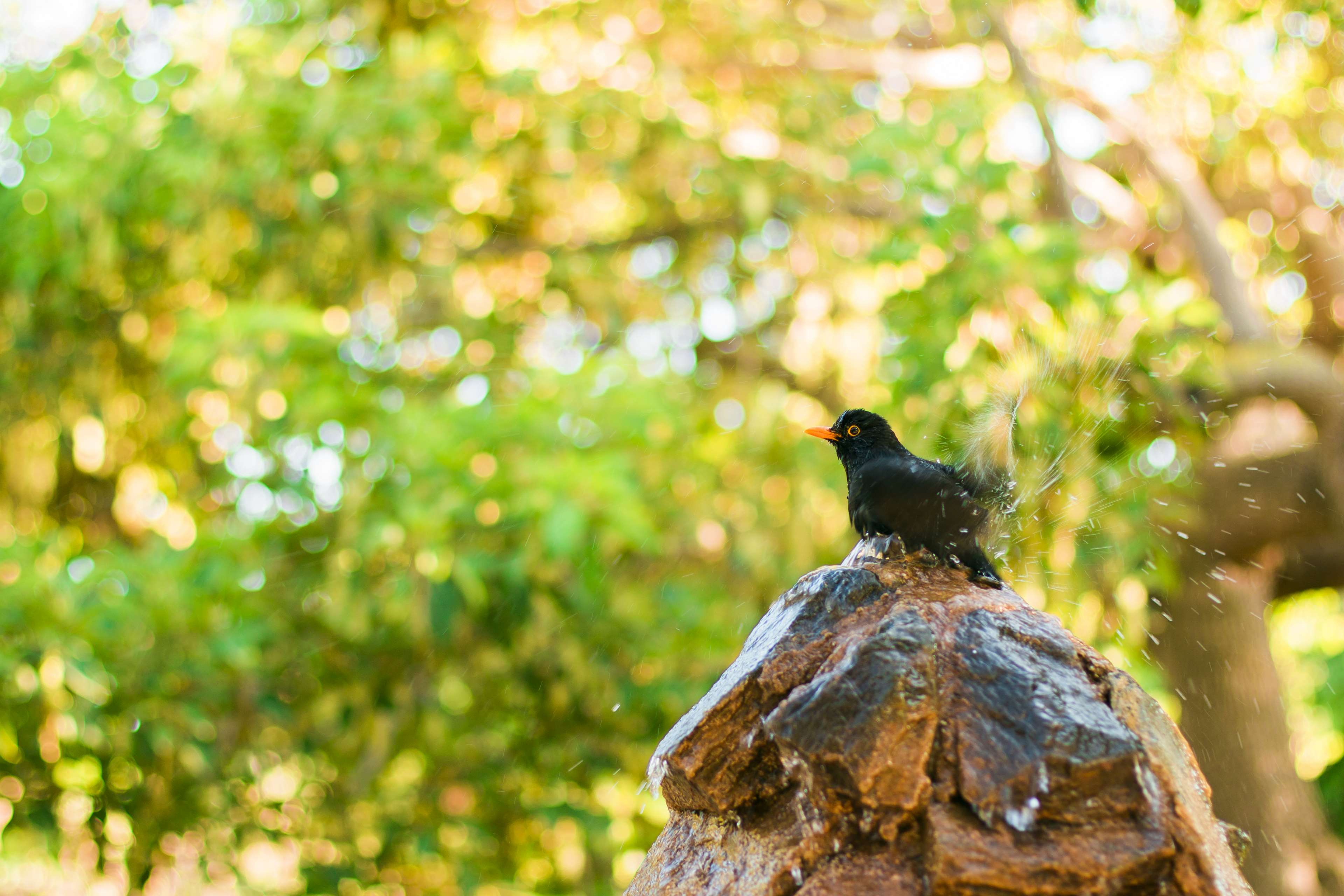 Blackbird bathing on a rock in nature HD Wallpaper