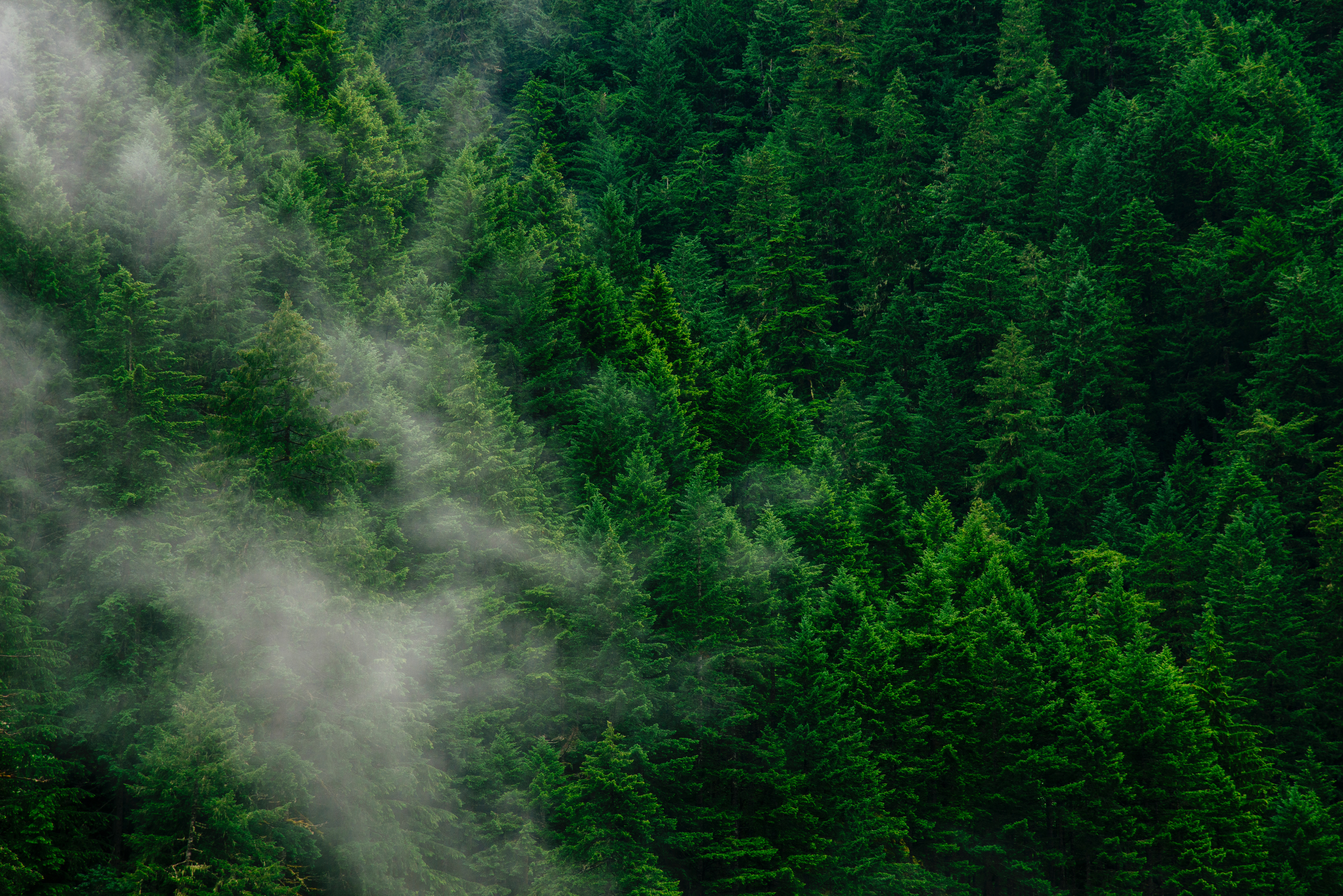 Misty evergreen forest with dense trees HD Wallpaper