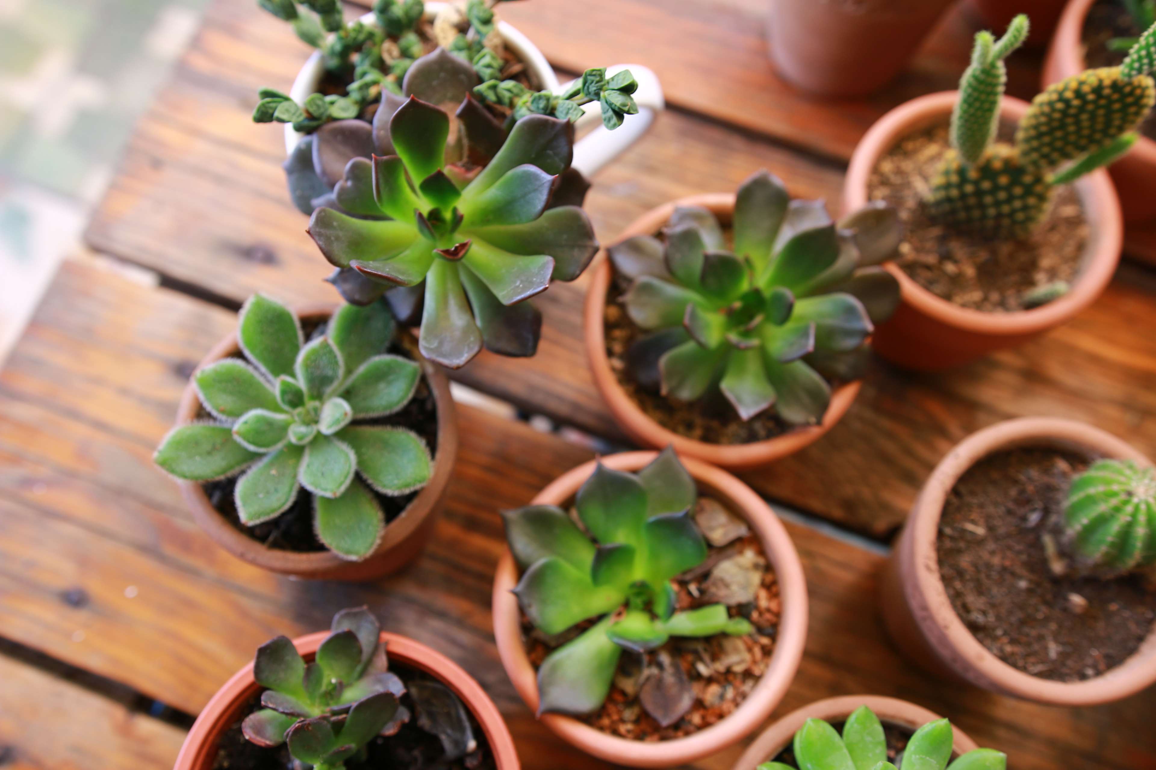 Collection of succulents and cacti in pots HD Wallpaper