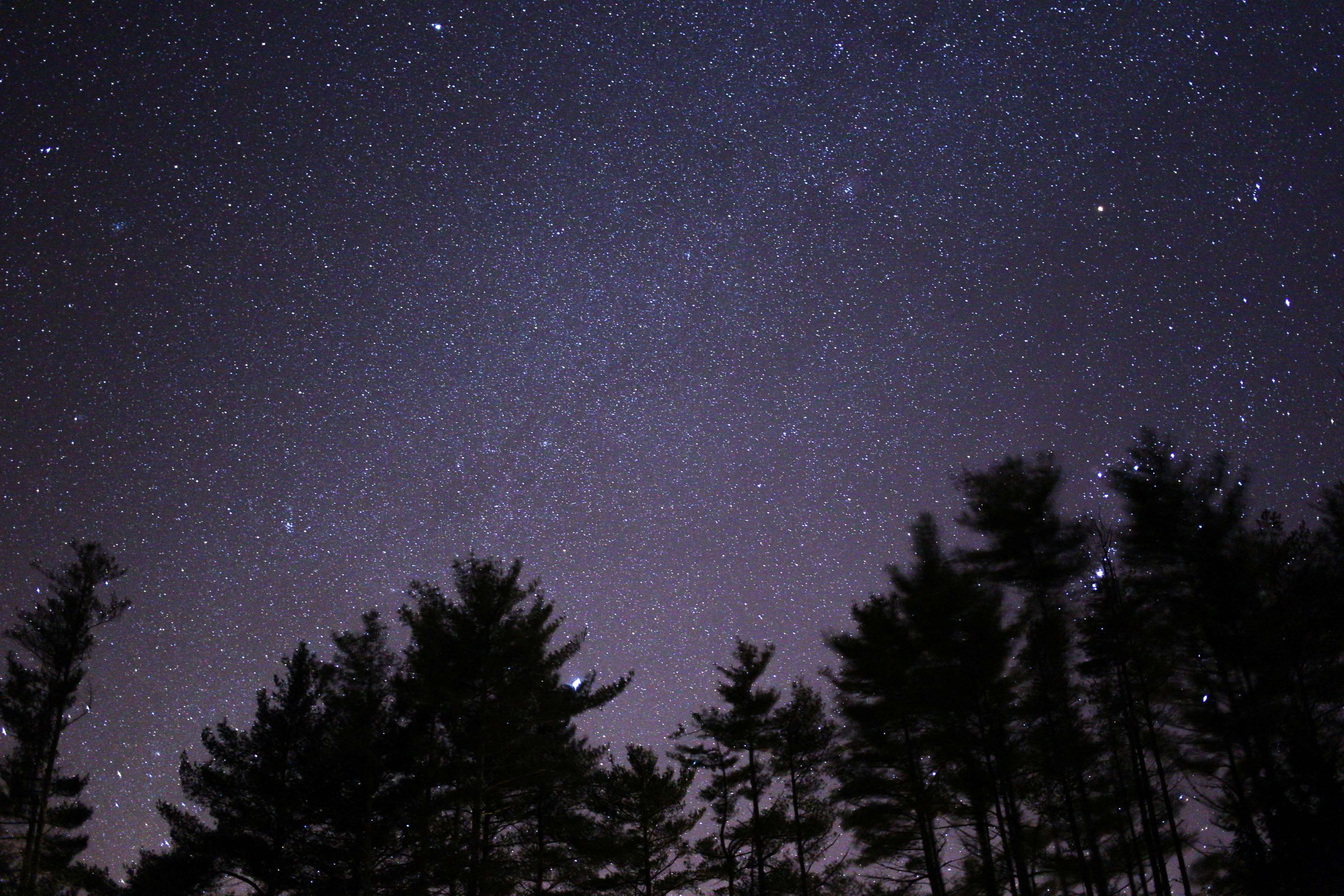 Night sky full of stars over trees 4K HD Wallpaper