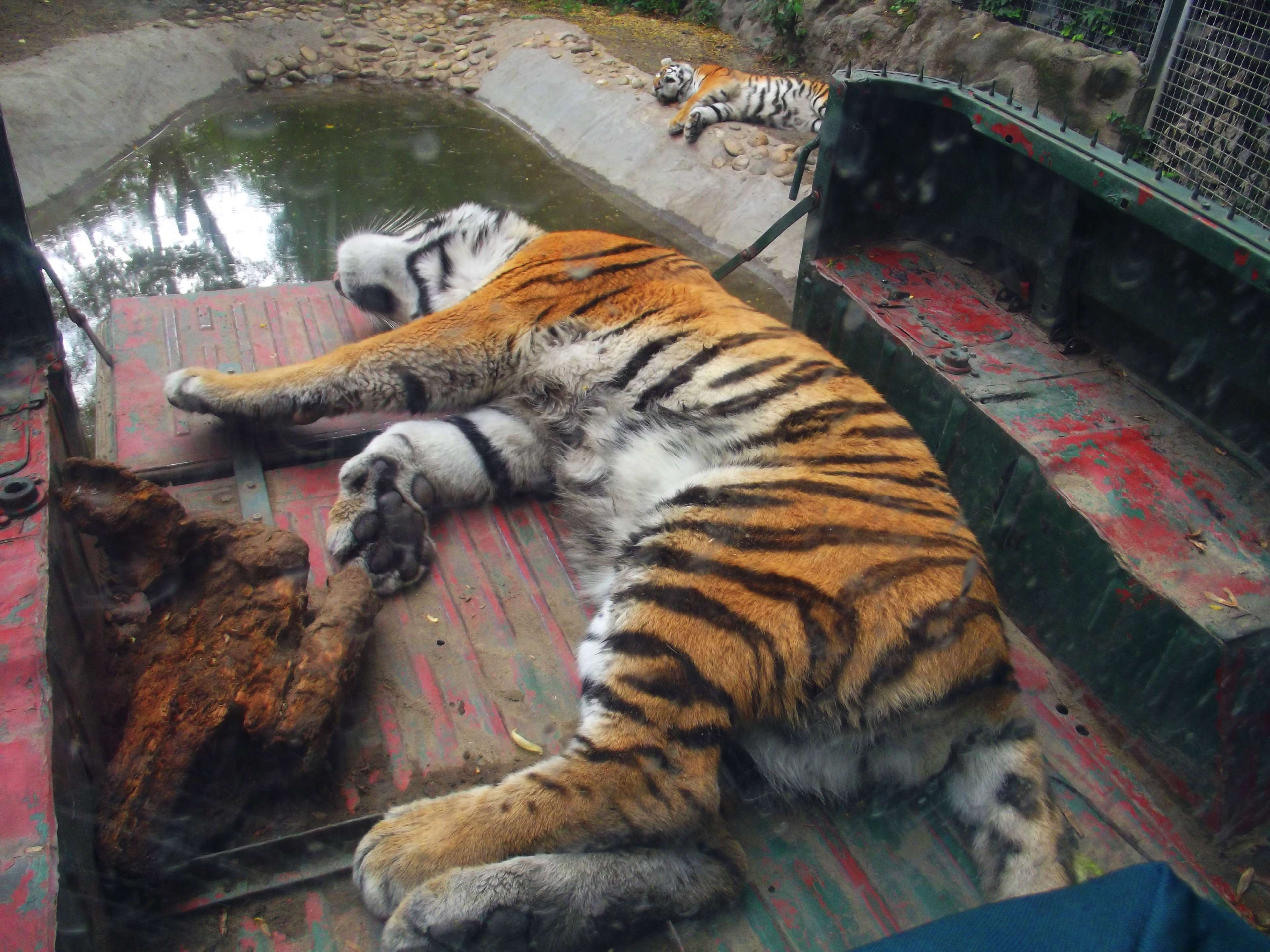 Tiger sleeping on a truck bed HD Wallpaper
