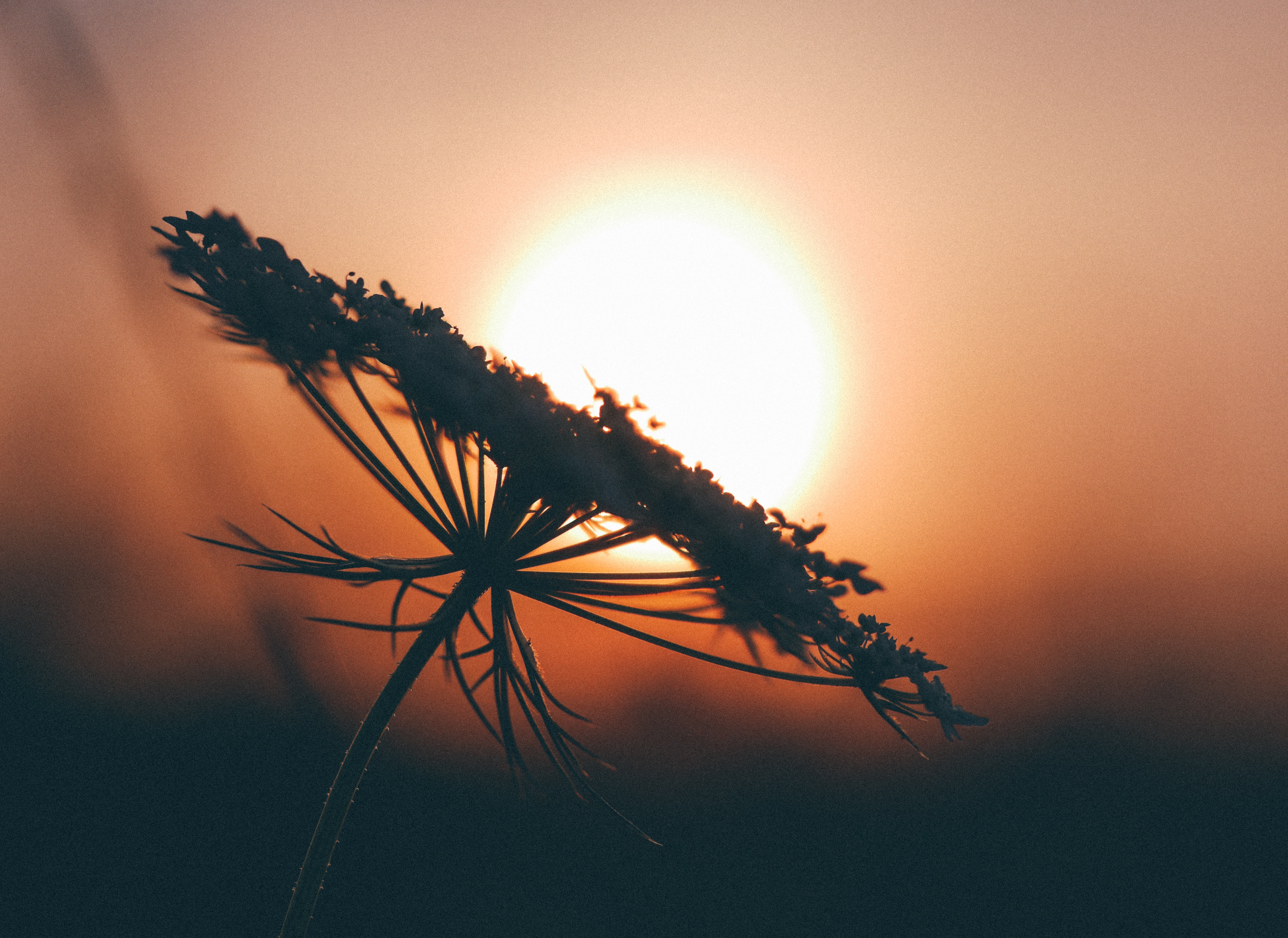 Silhouette of a flower against the sunset HD Wallpaper