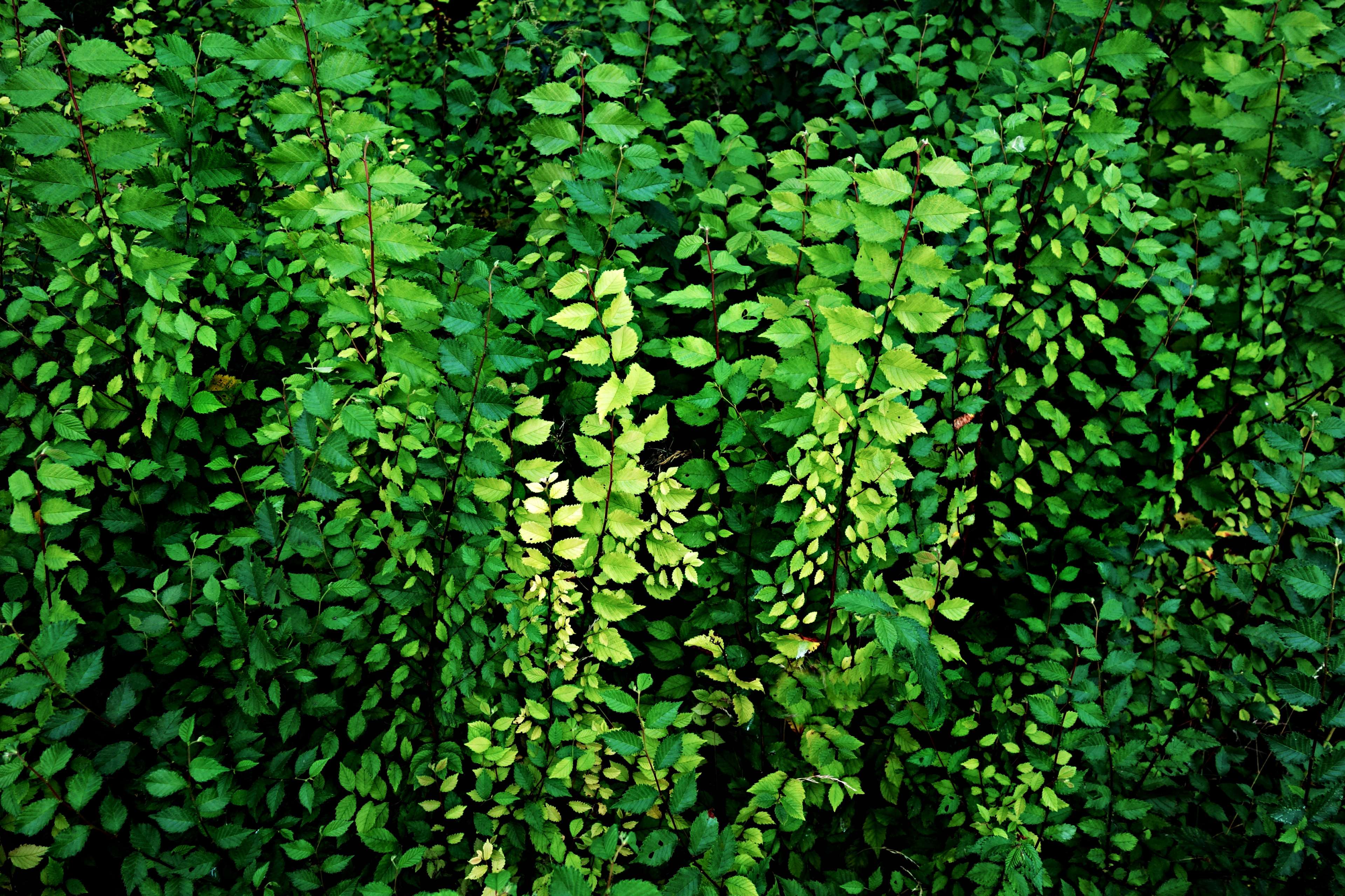 Wall of green foliage with some lighter leaves HD Wallpaper