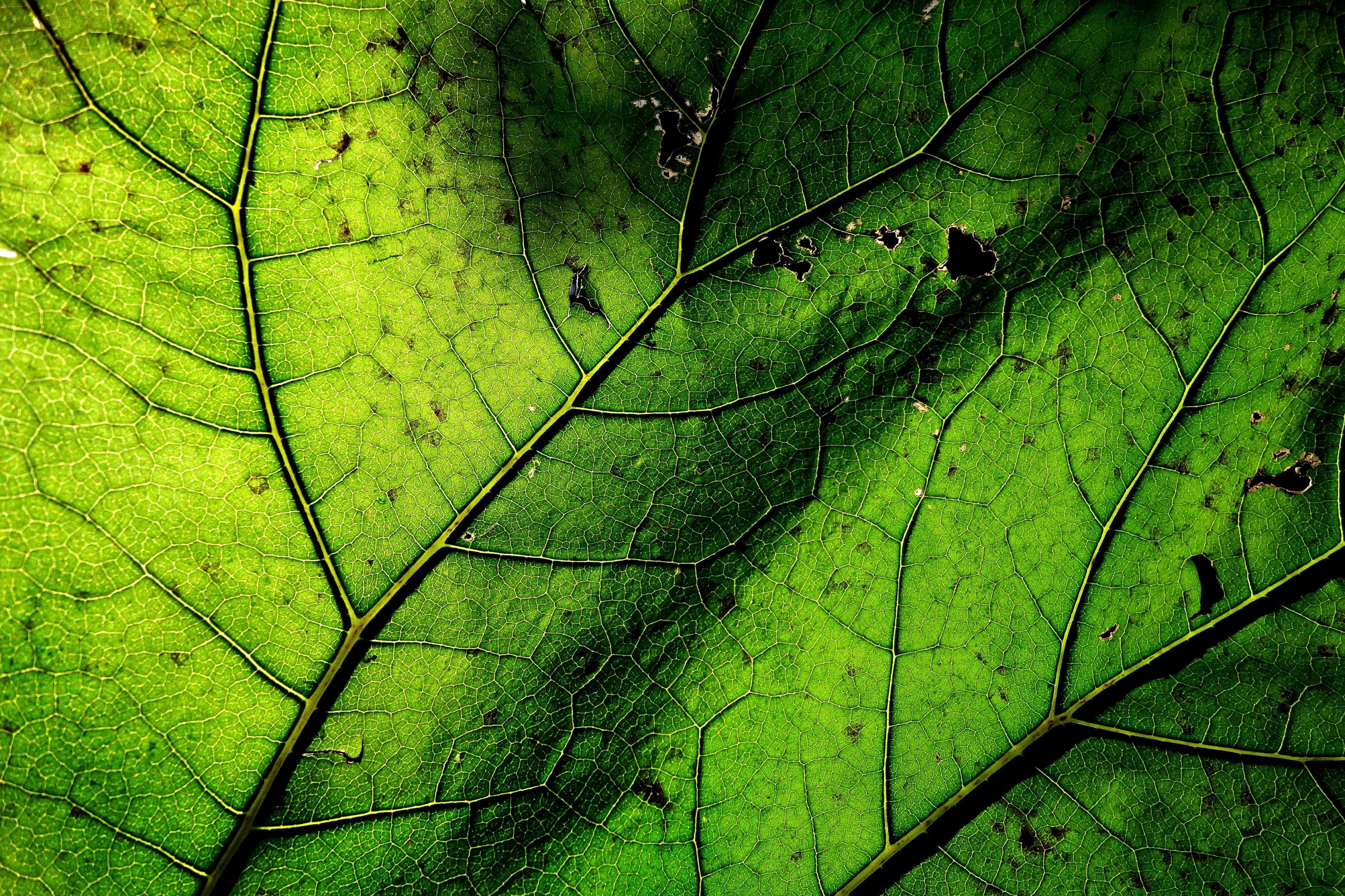 Close-up of a green leaf with visible veins HD Wallpaper