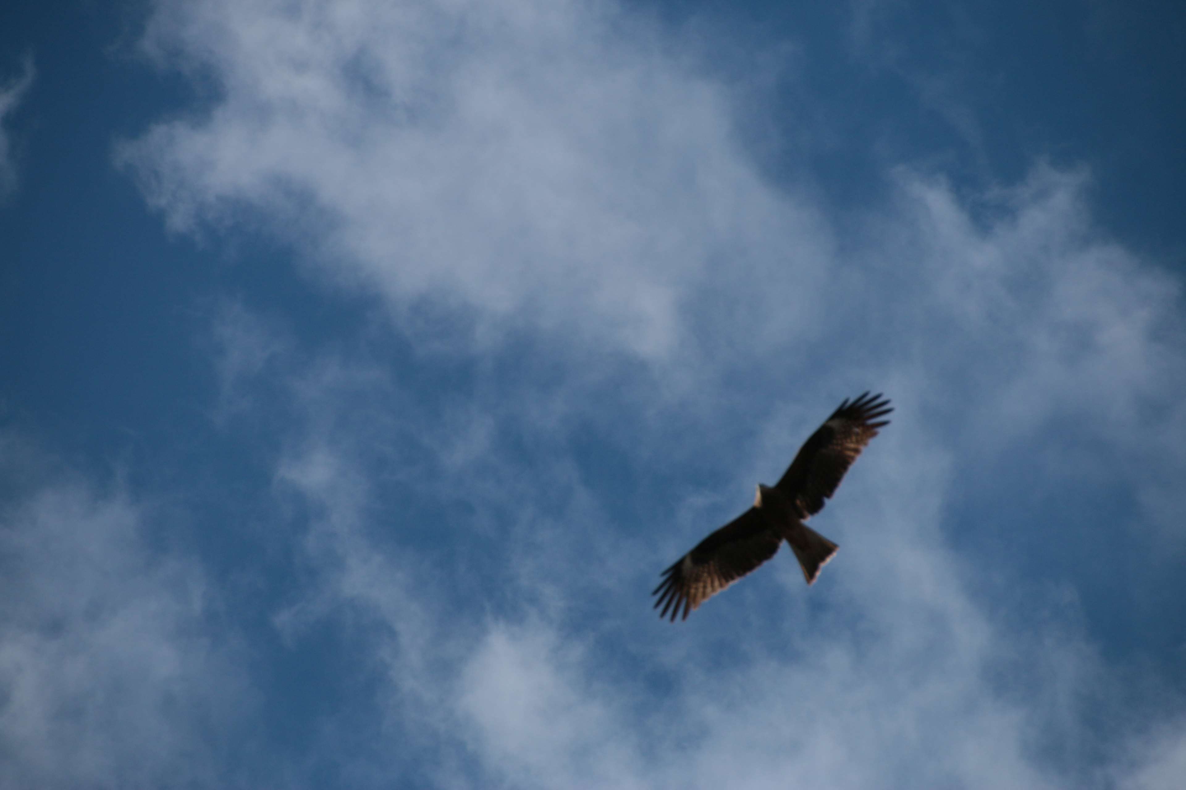 Eagle flying in the sky 4K HD Wallpaper