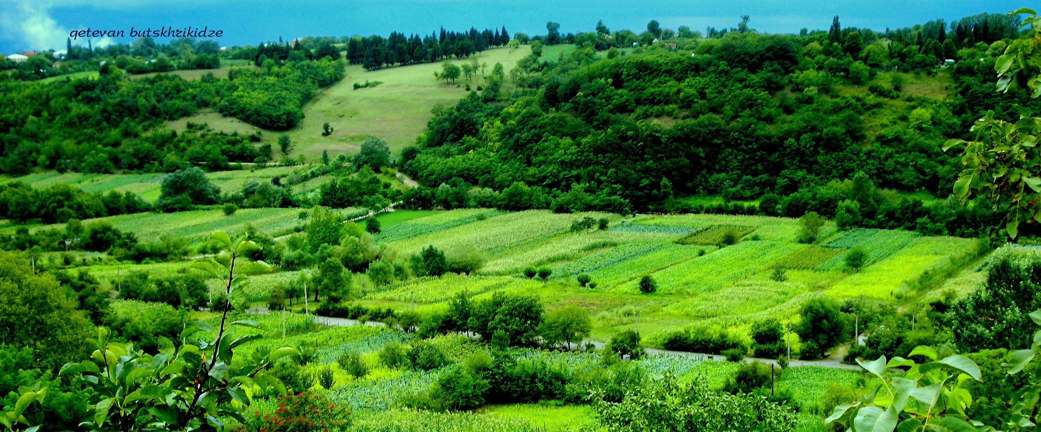 Green village with fields and trees HD Wallpaper