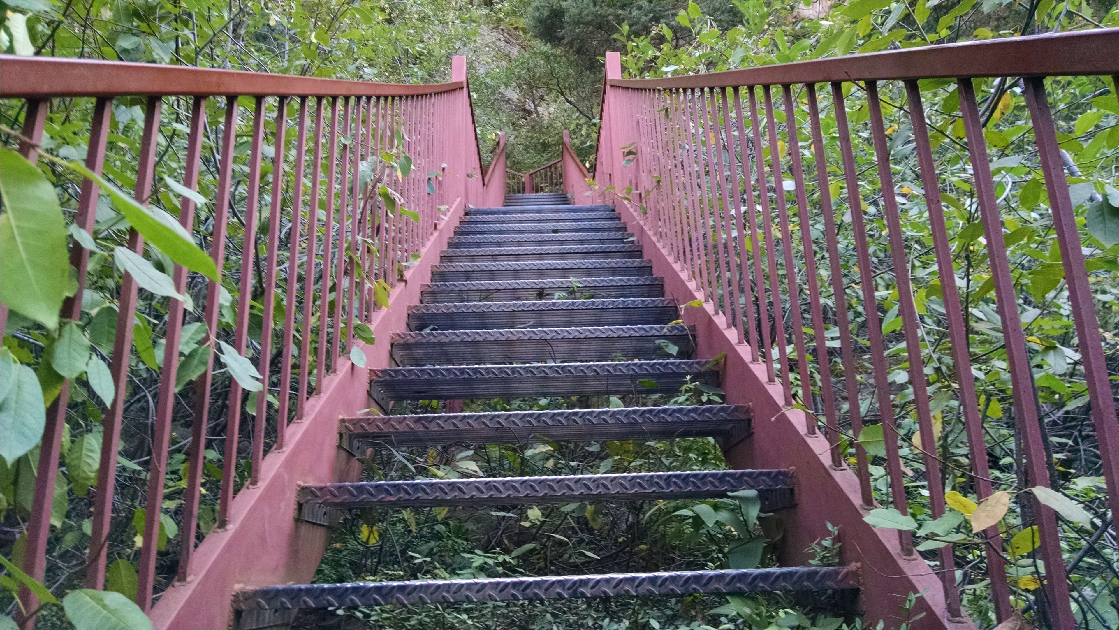Metal staircase in jungle 4K HD Wallpaper