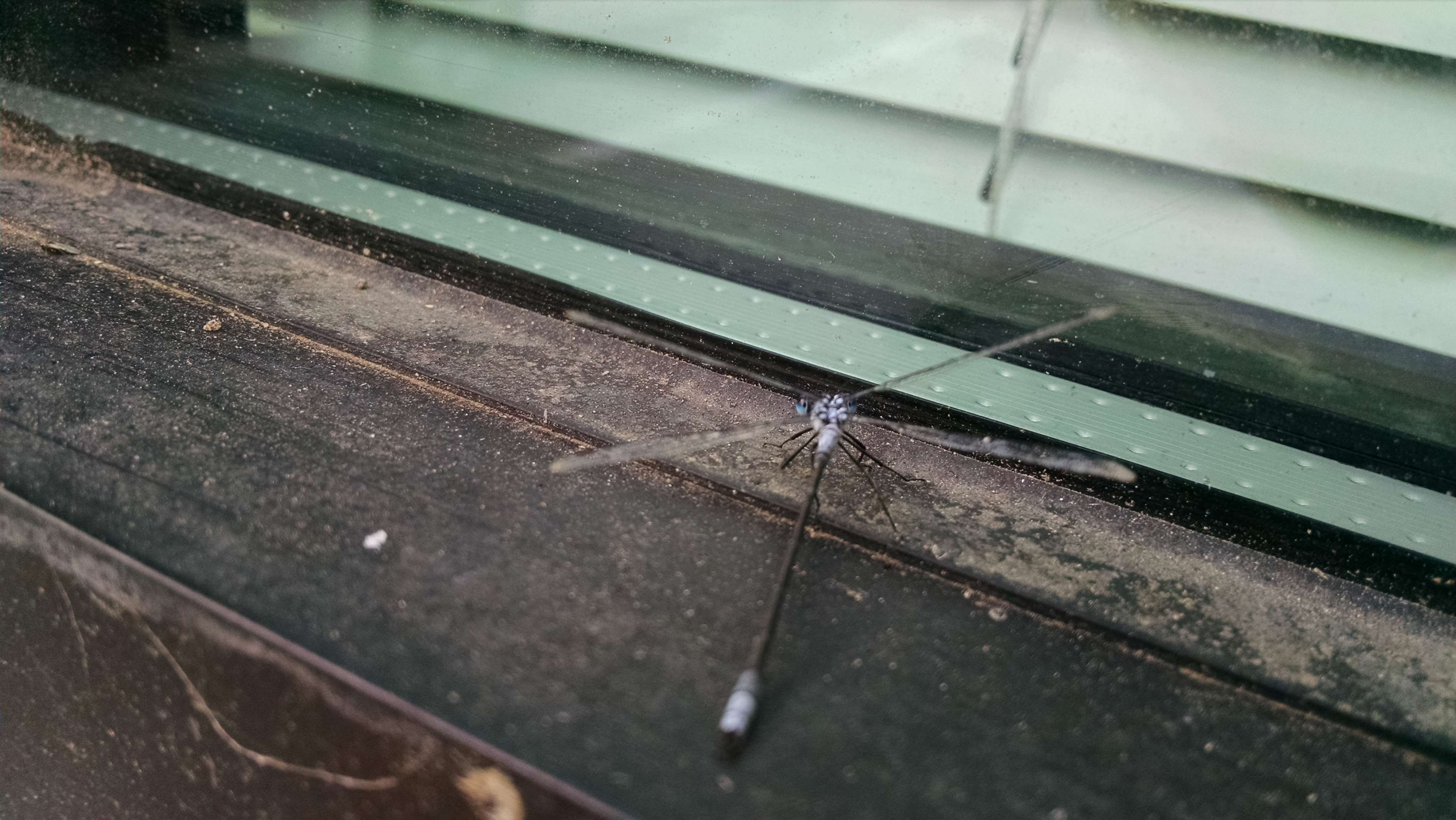 Dragonfly on a dusty window sill HD Wallpaper