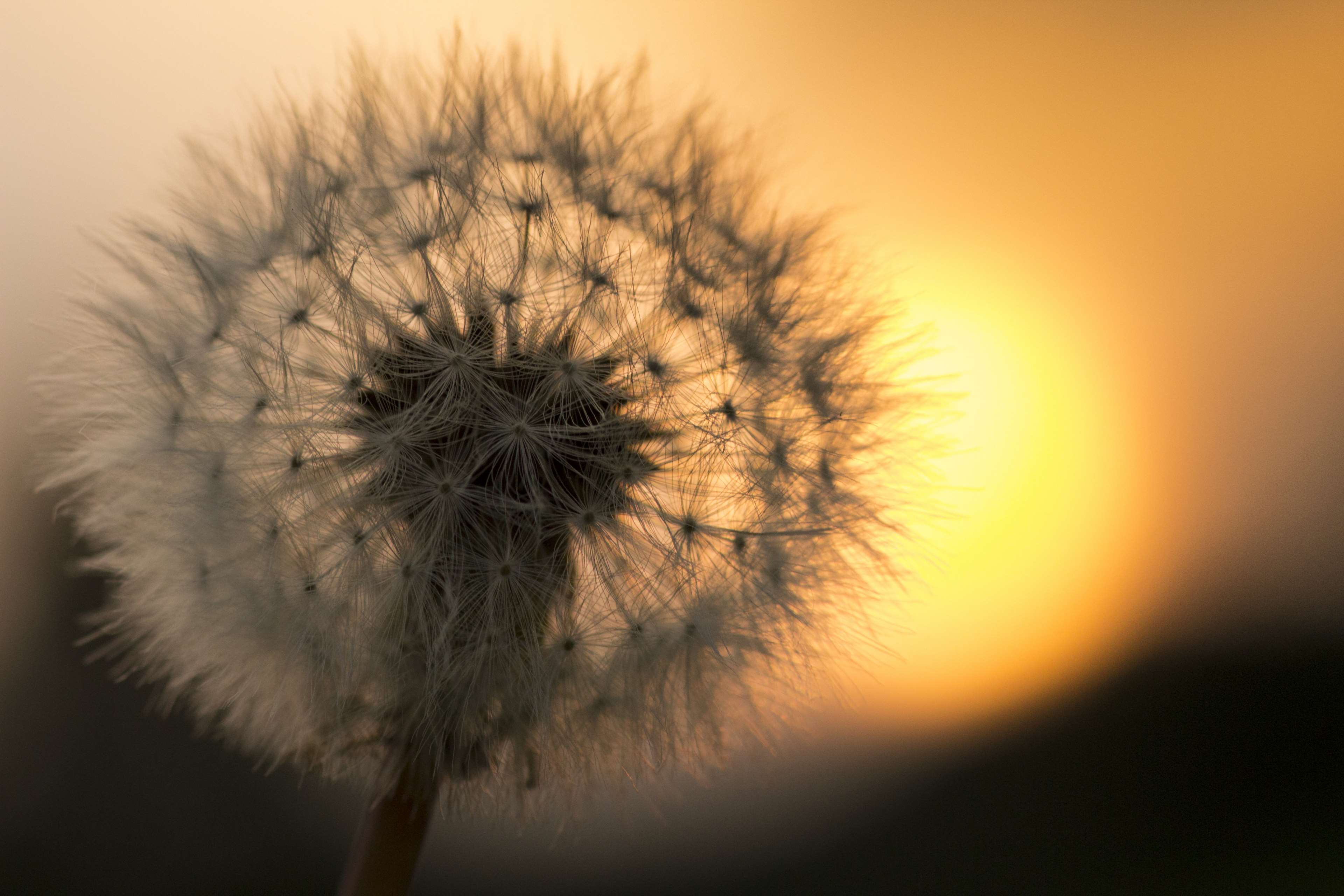Dandelion seed head at sunset 4K HD Wallpaper