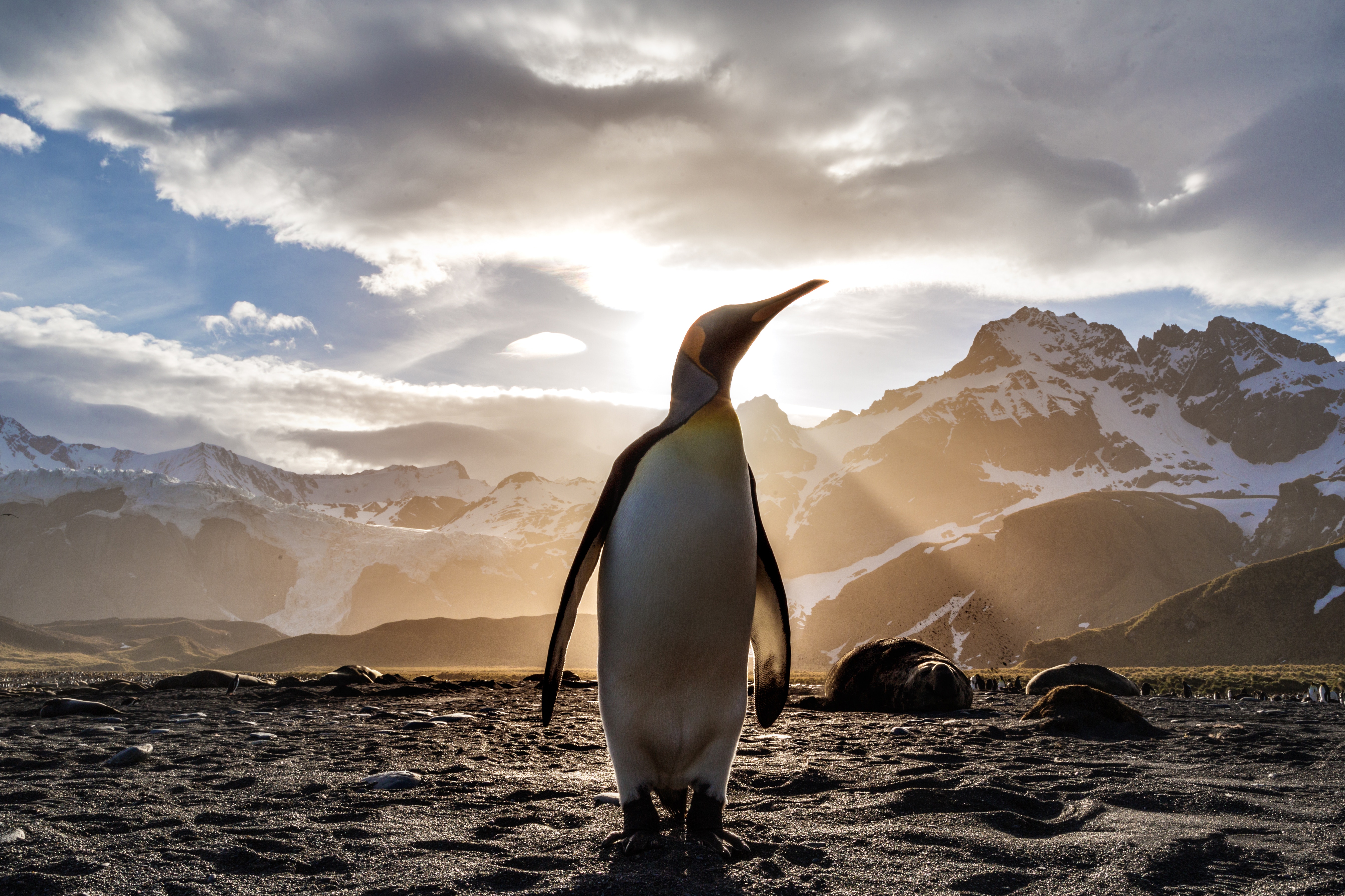 Penguin standing on a beach with mountains in the background HD Wallpaper