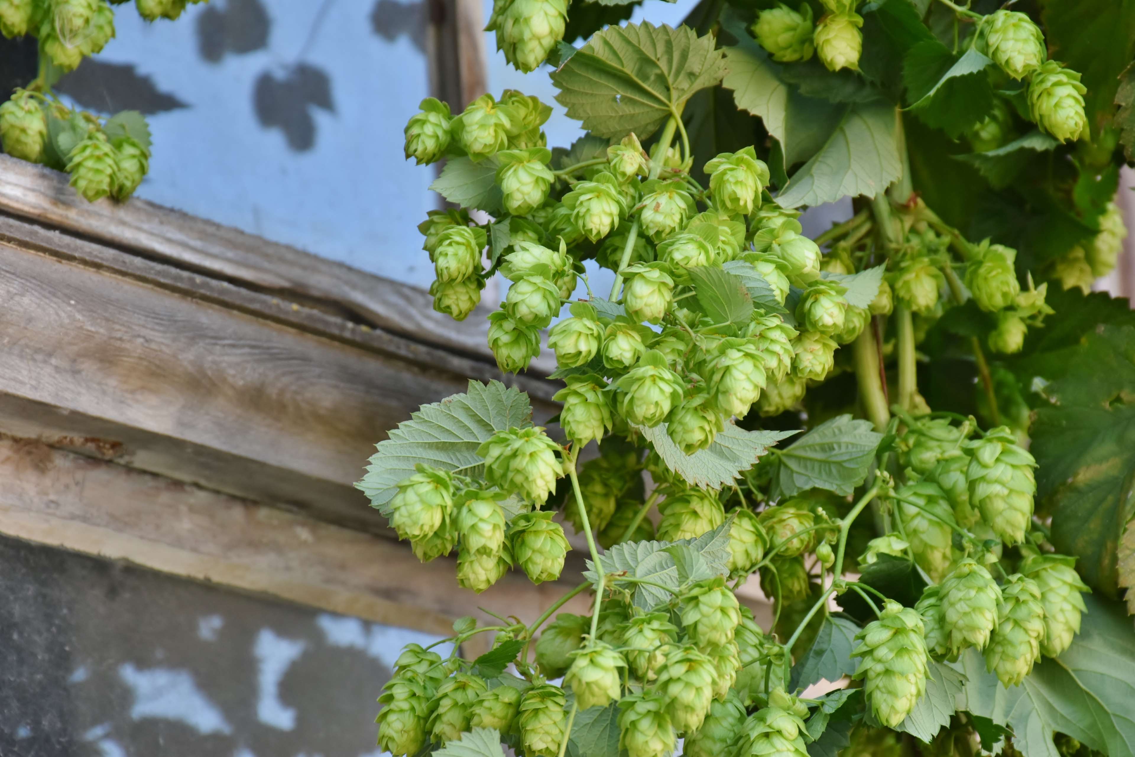 Hop cones on a vine near a wooden window HD Wallpaper