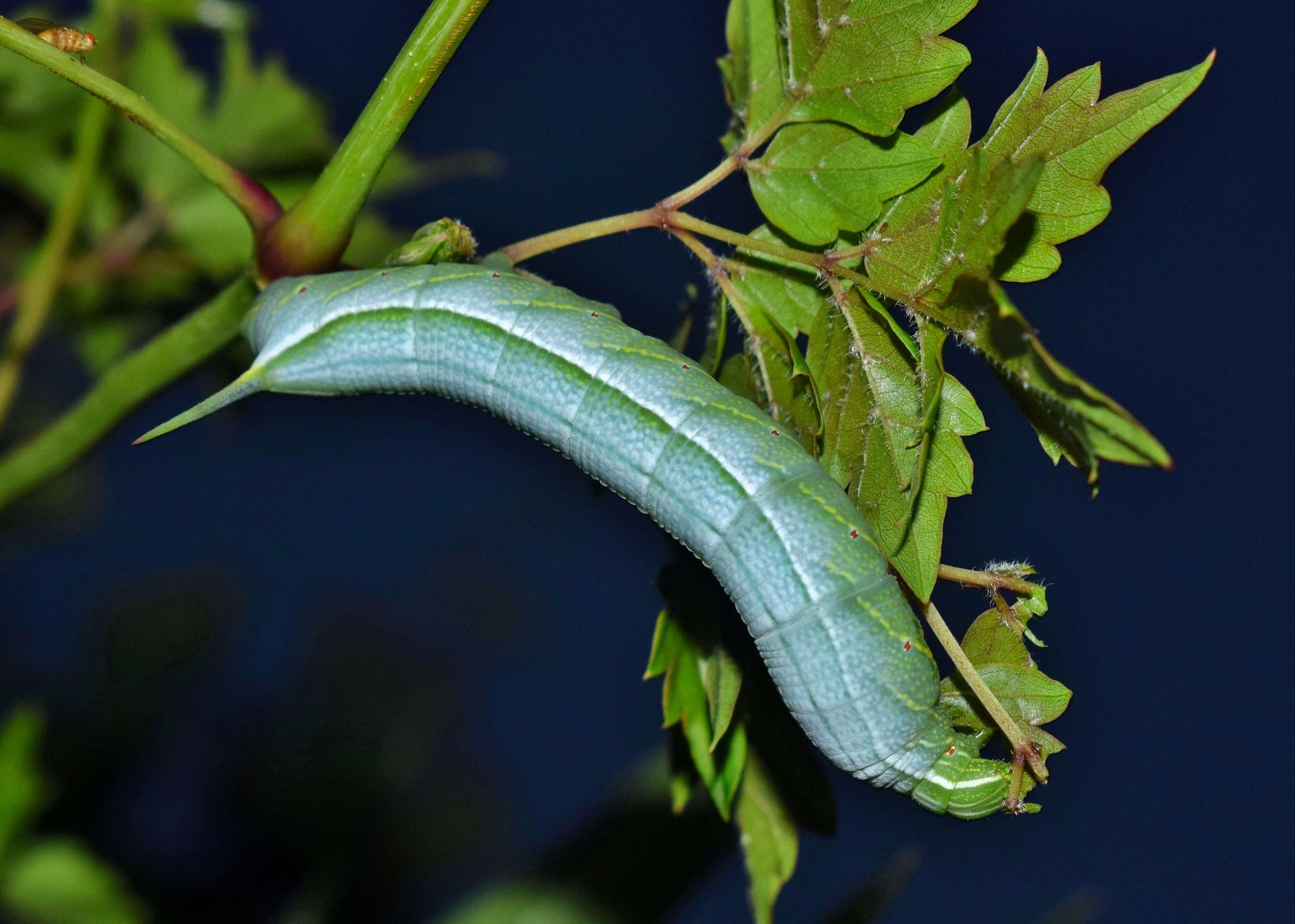 Banded Sphinx Caterpillar on a Plant Stem HD Wallpaper