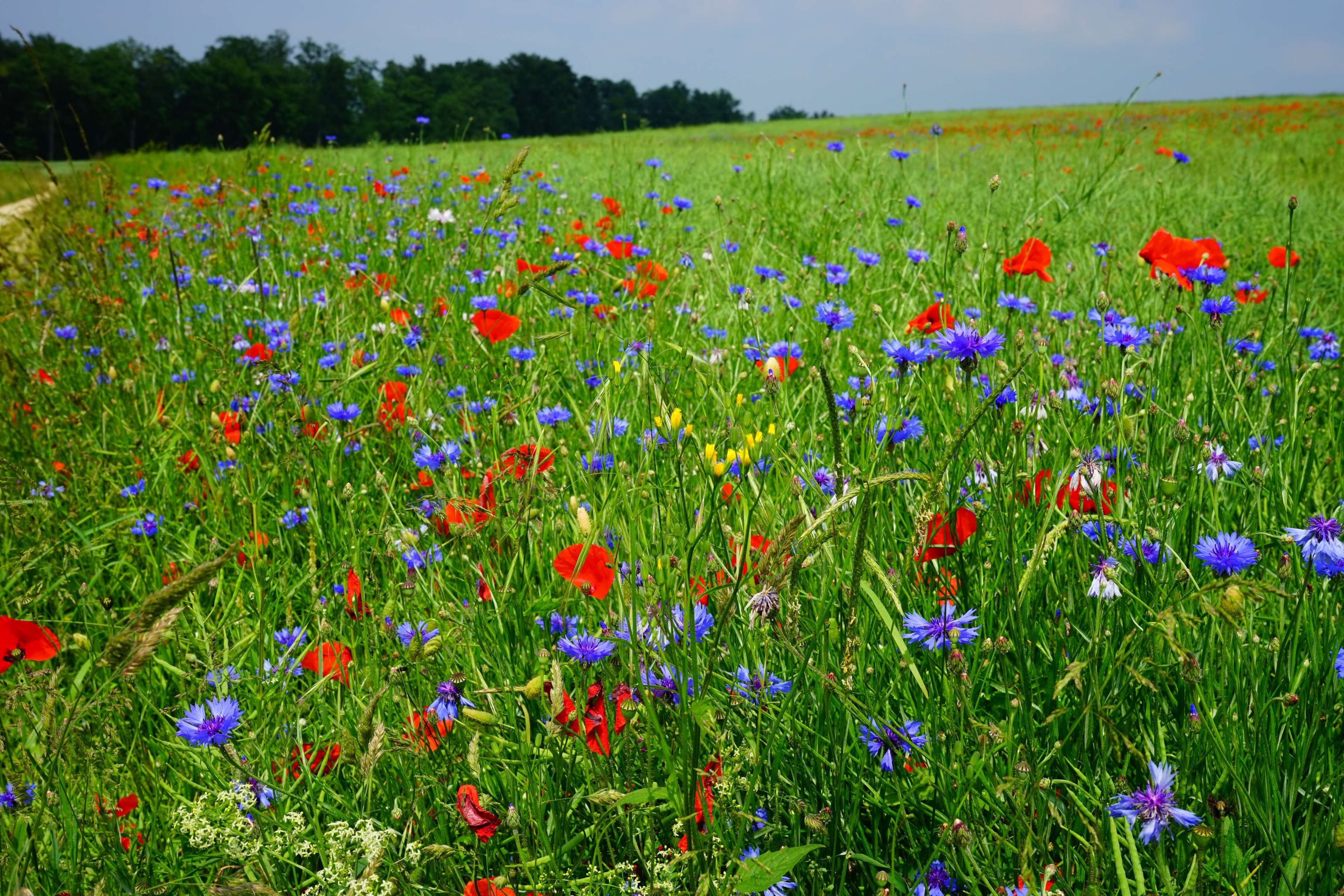 Field of colorful poppies and cornflowers in bloom HD Wallpaper