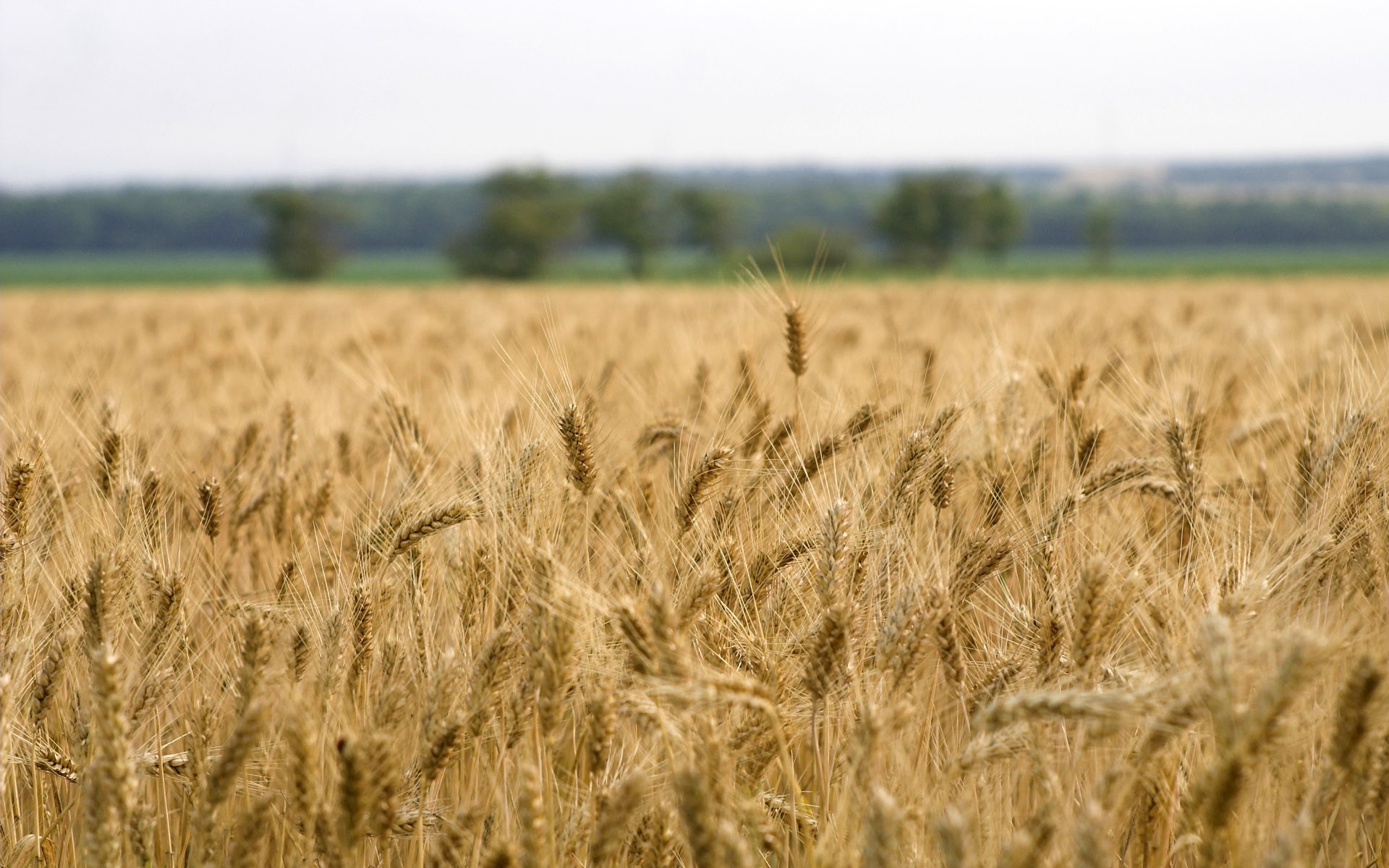 Field of golden wheat under a hazy sky HD Wallpaper