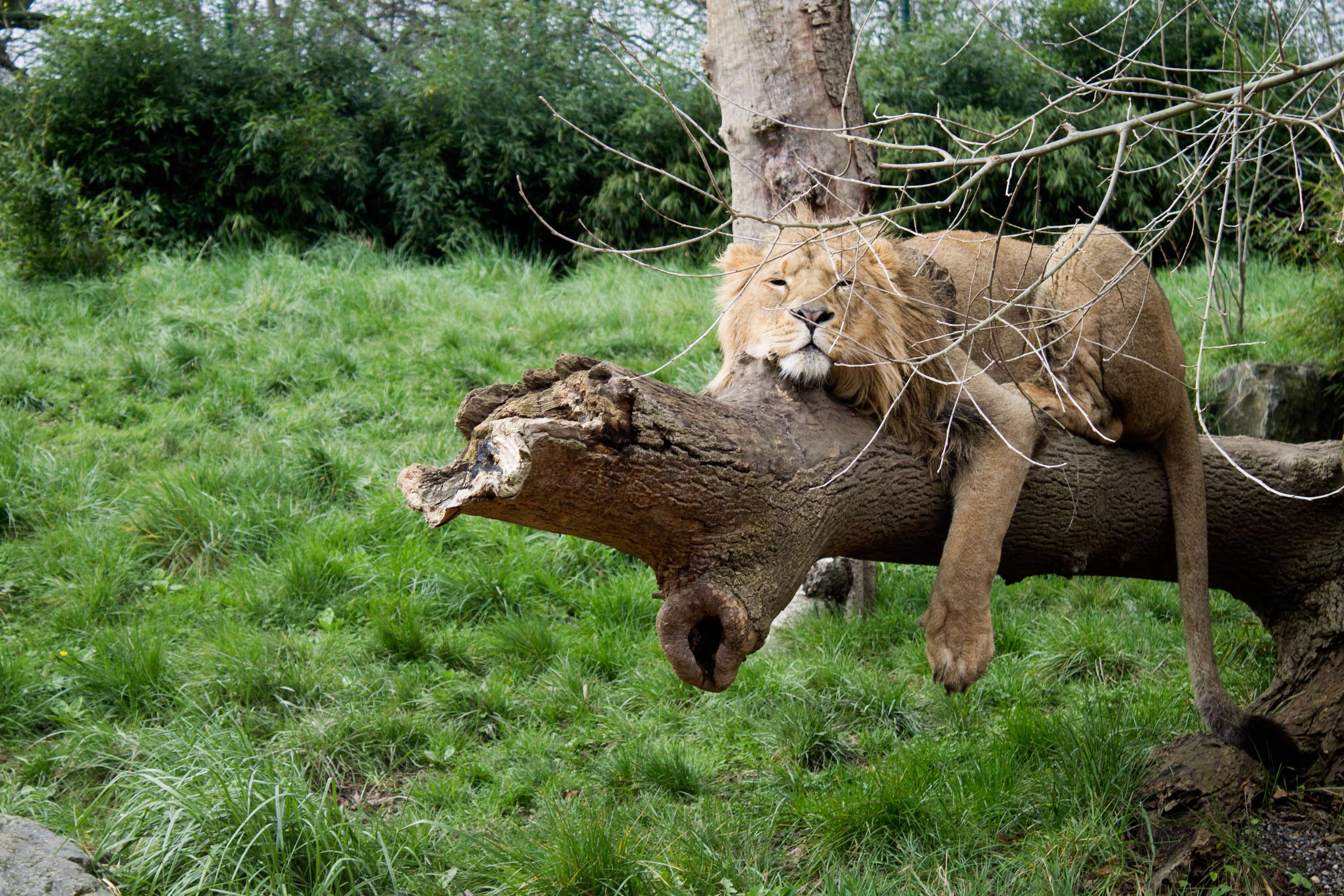 Lion resting on a tree branch HD Wallpaper