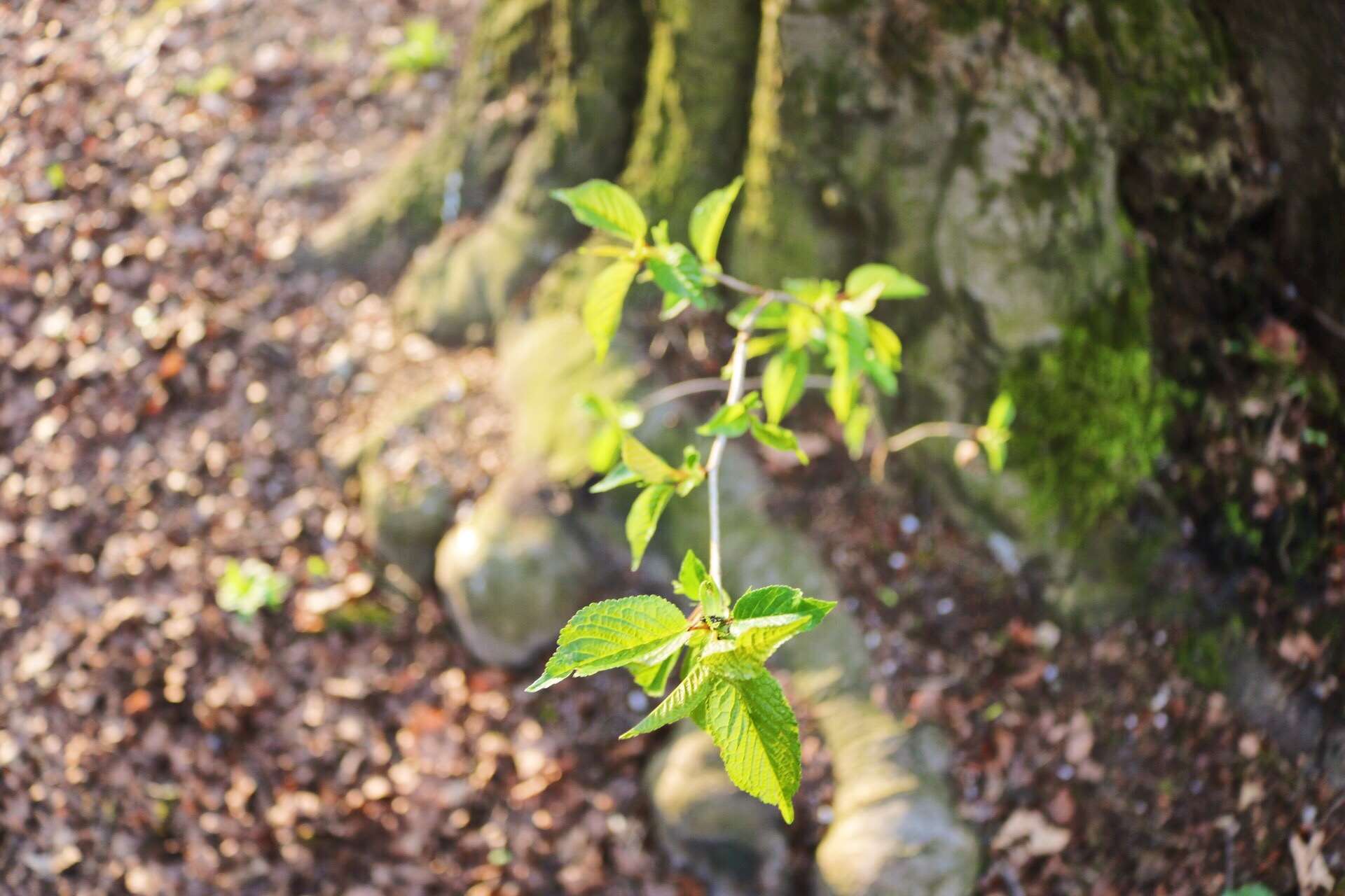 Close up of a young plant growing near a tree trunk HD Wallpaper