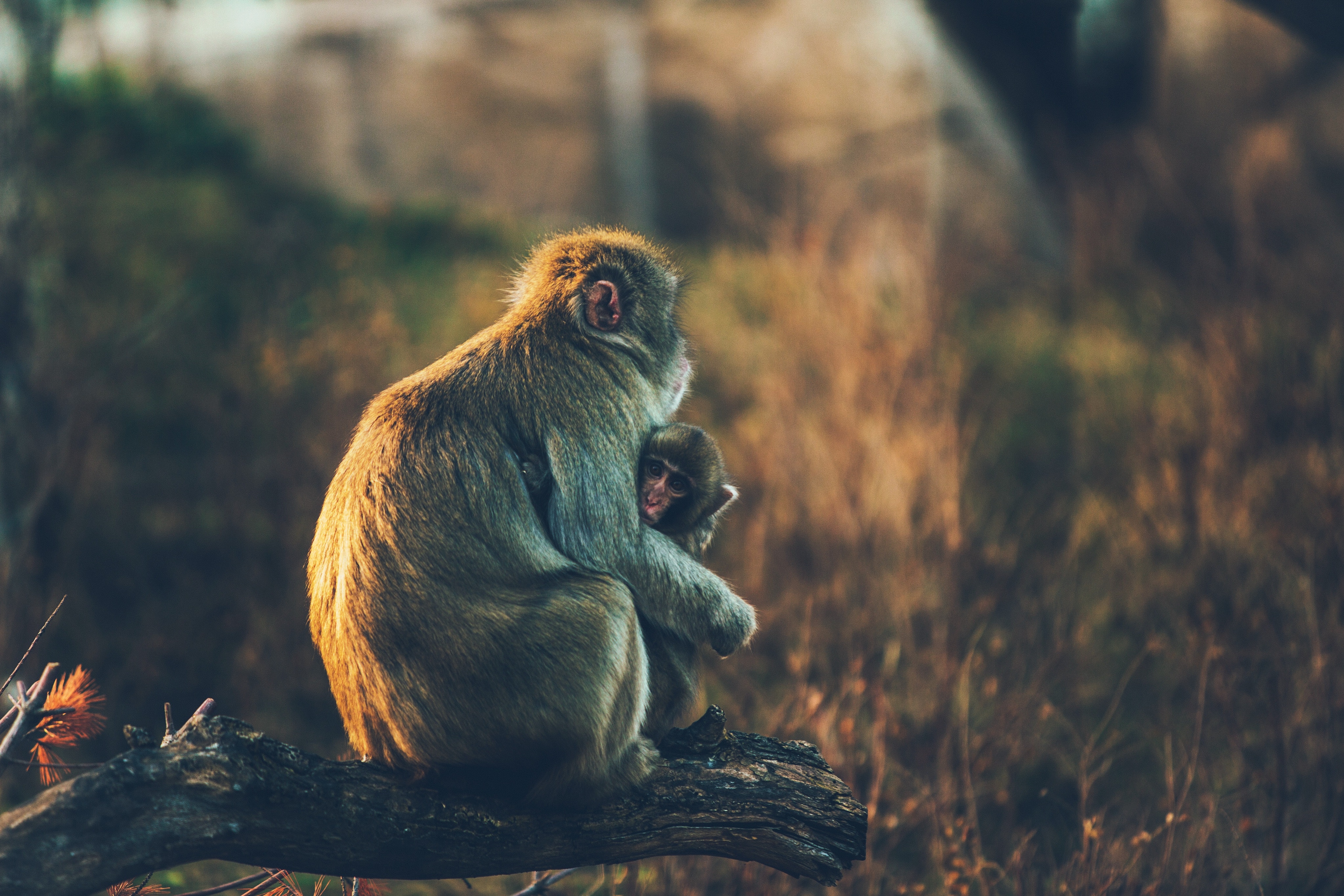 Mother monkey holding her baby on a branch HD Wallpaper