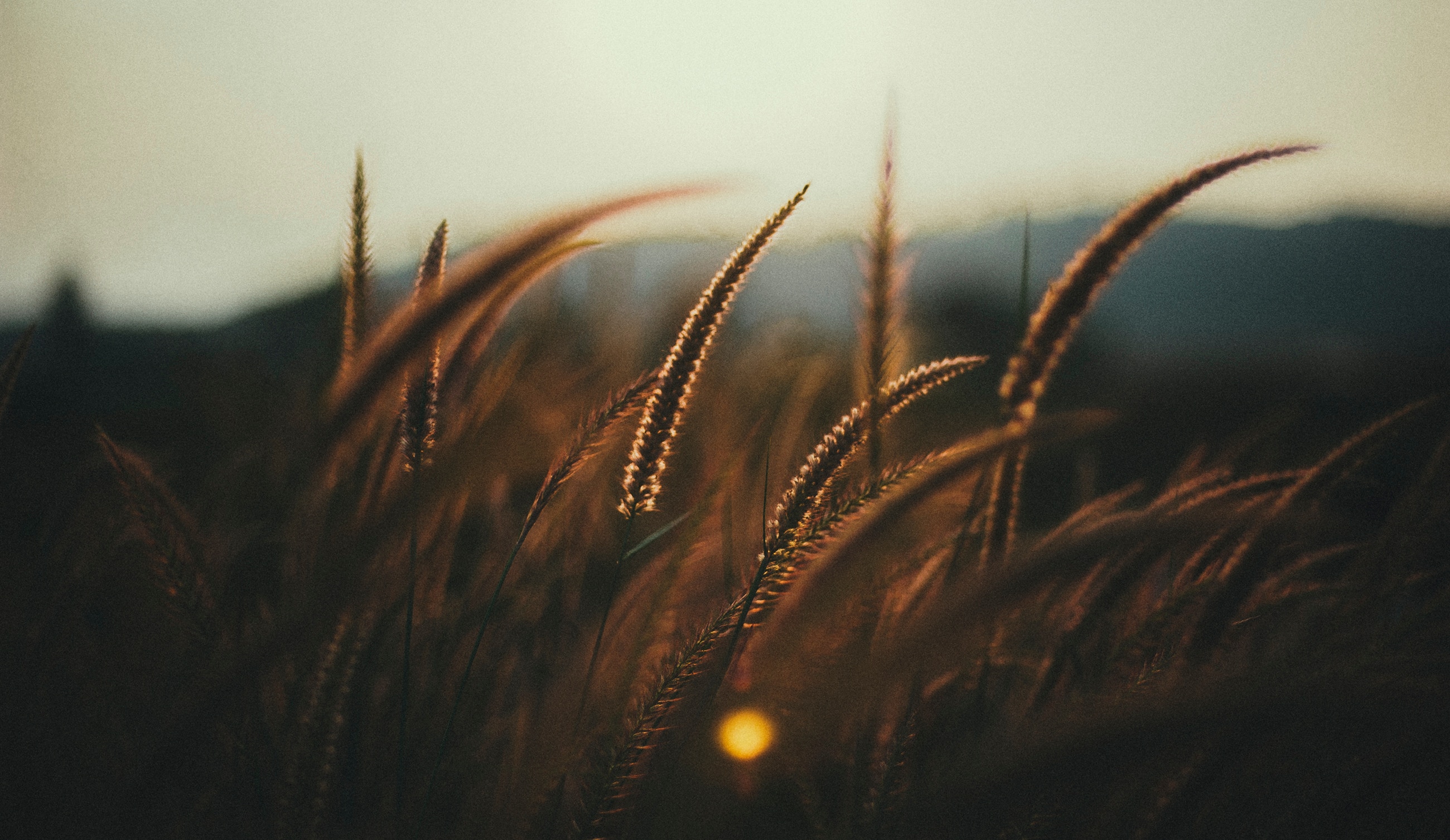 Field of grass at sunset with bokeh HD Wallpaper